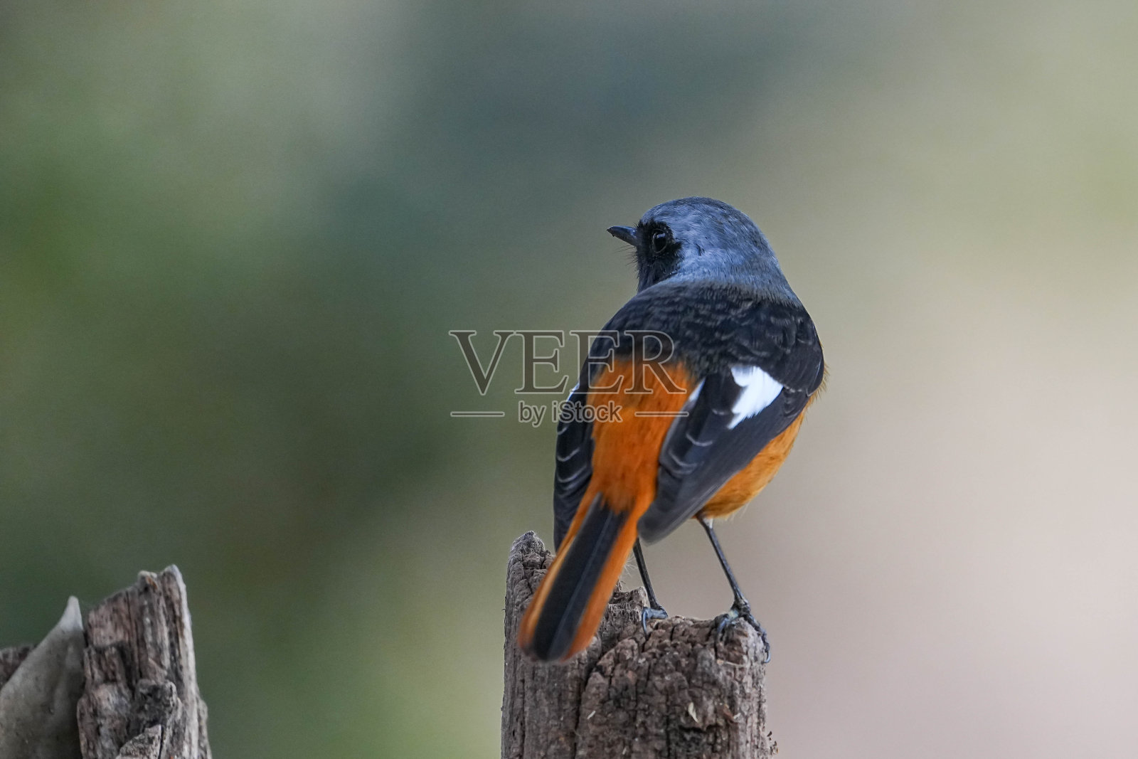 道里亚红尾鸲照片摄影图片
