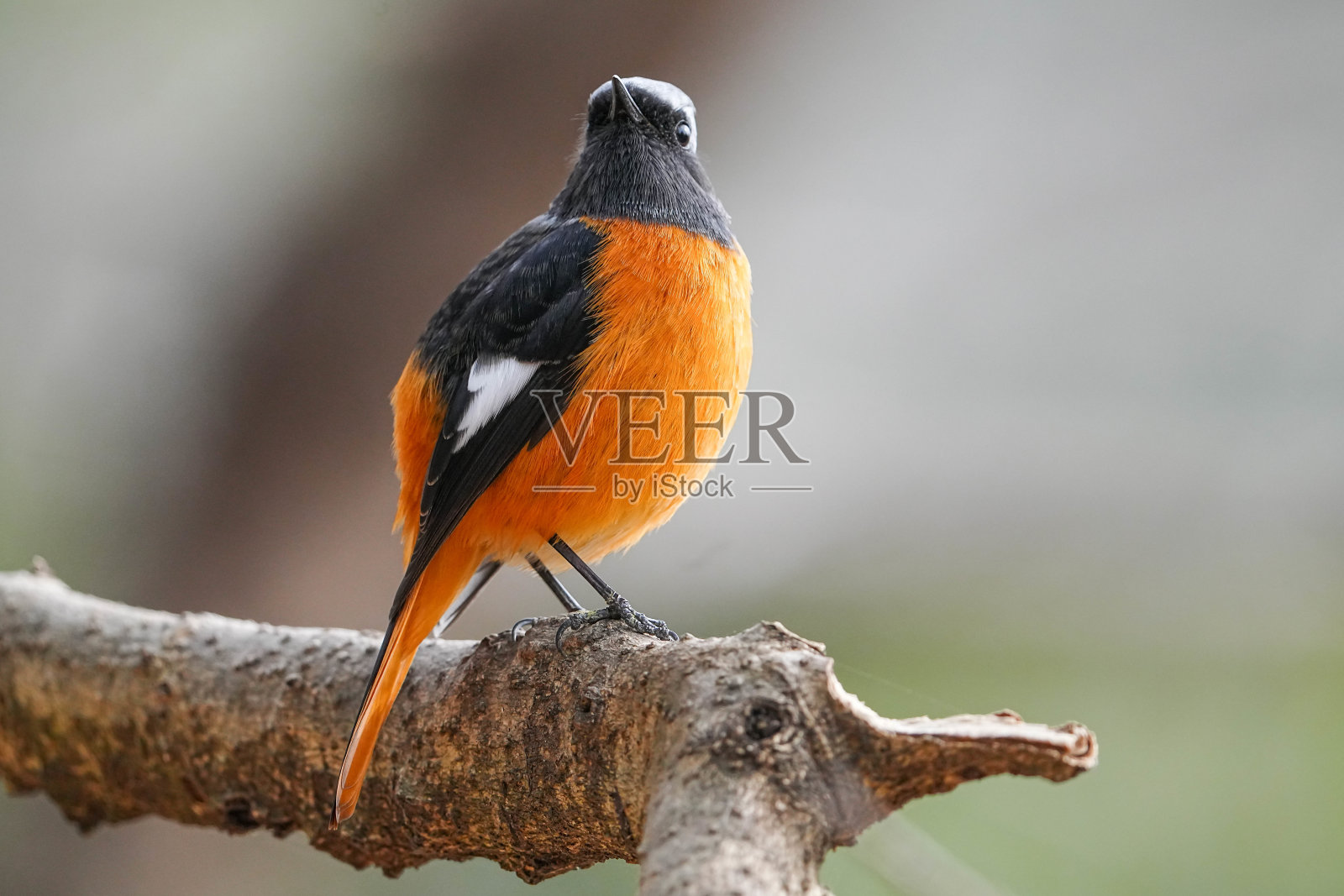 道里亚红尾鸲照片摄影图片