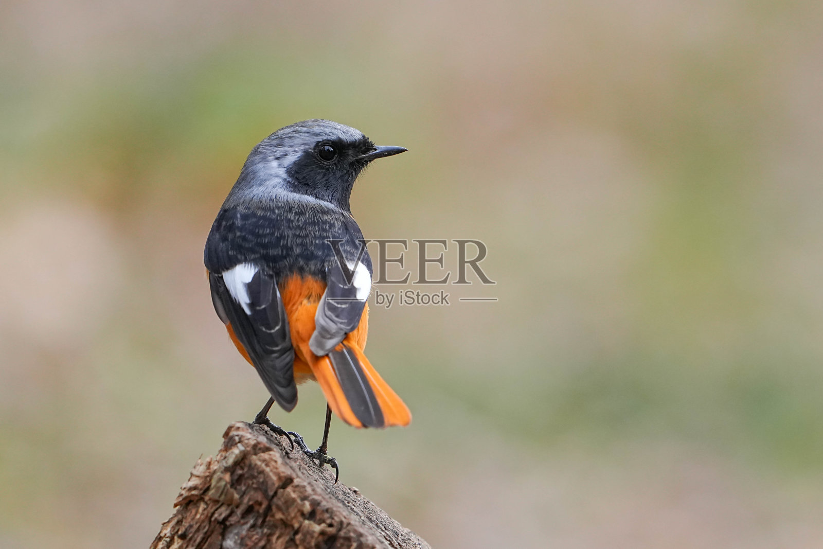 道里亚红尾鸲照片摄影图片