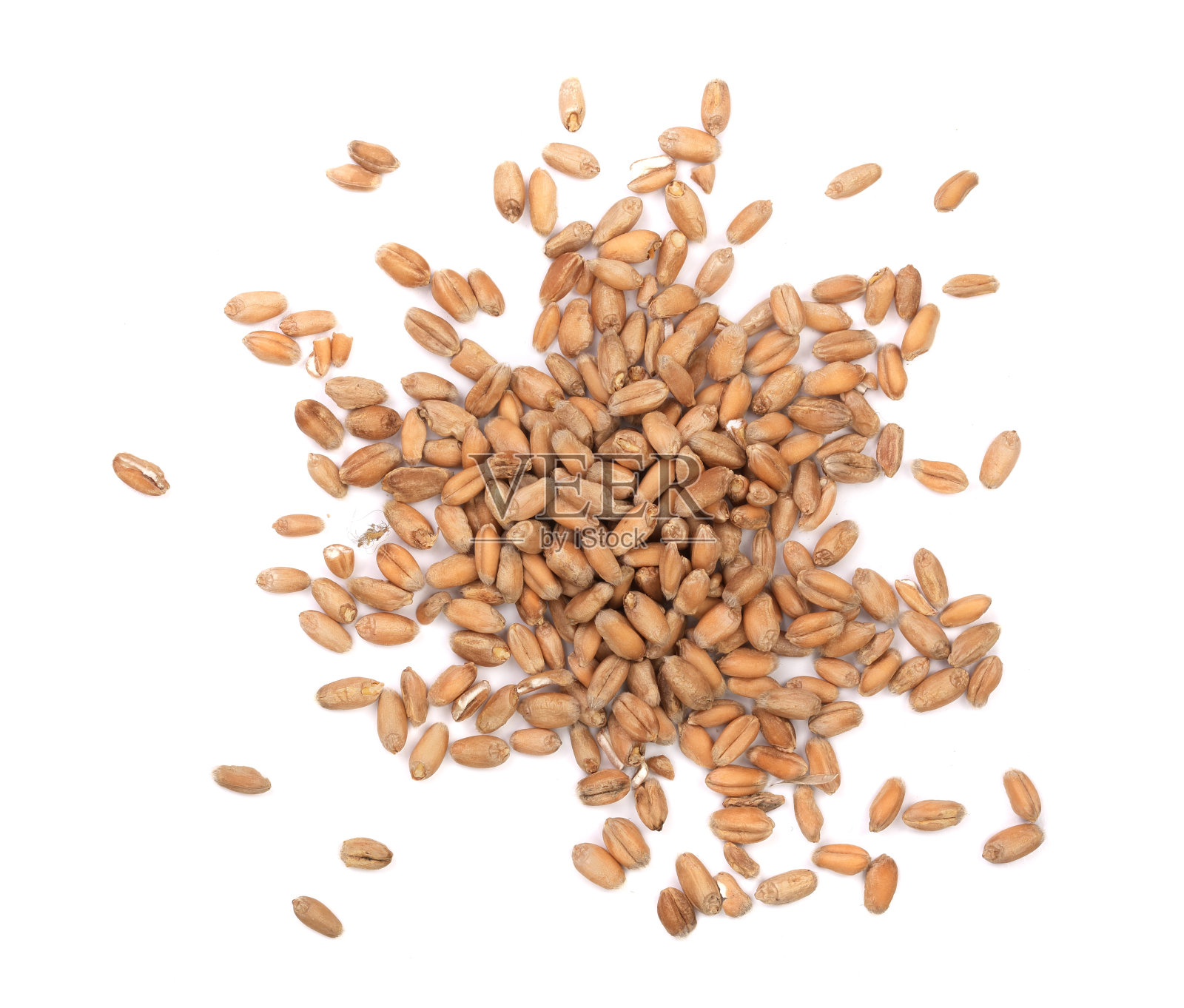 在白色背景上分离的小麦粒。俯视图照片摄影图片