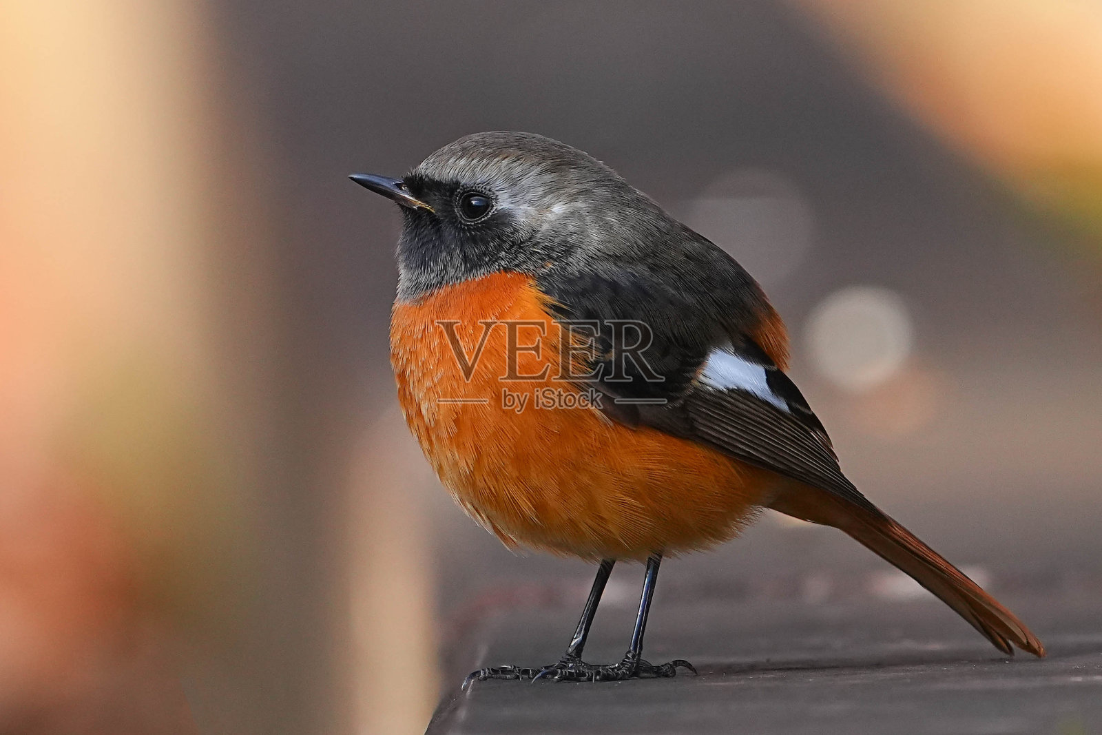 野生鸟类照片摄影图片