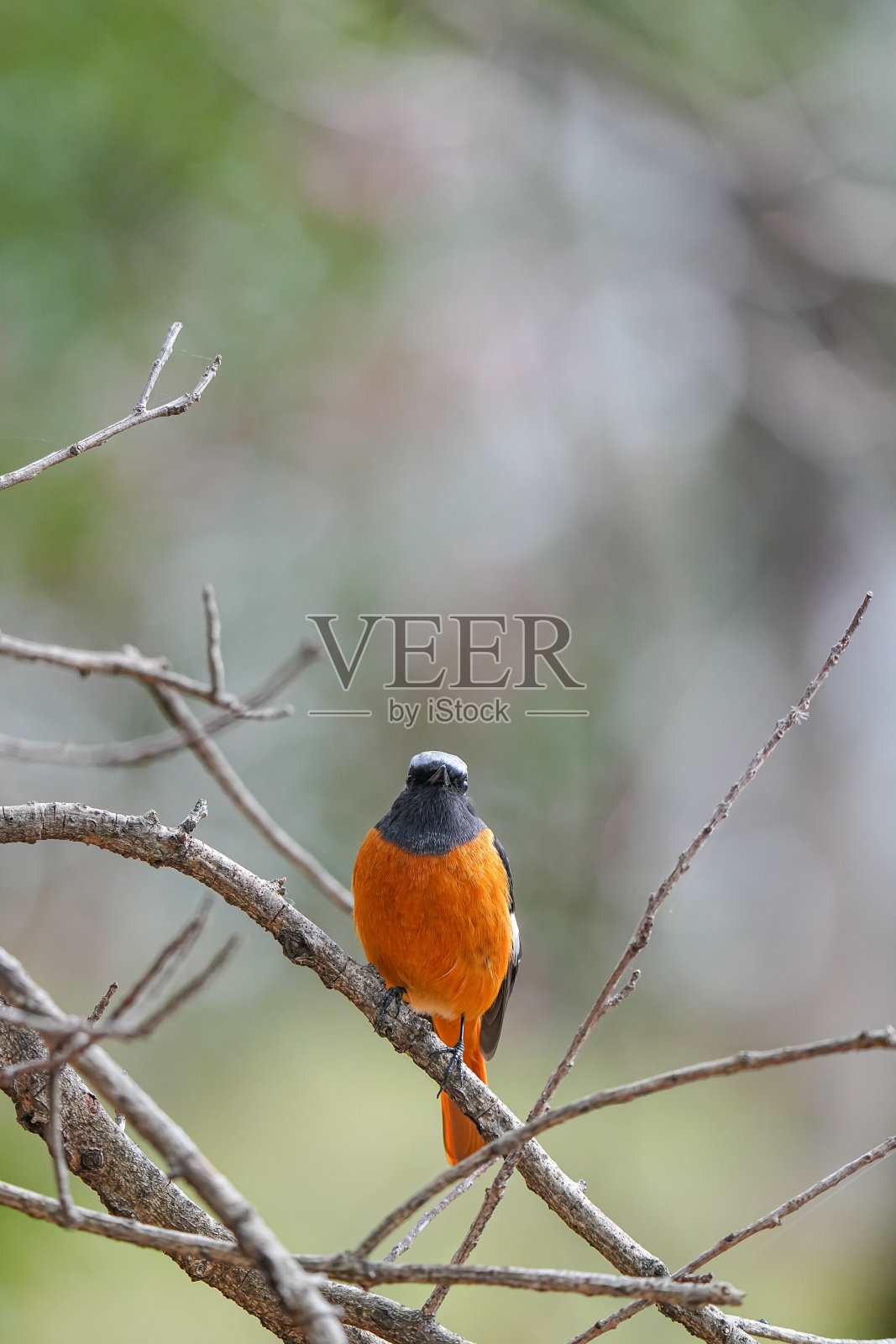 道里亚红尾鸲照片摄影图片