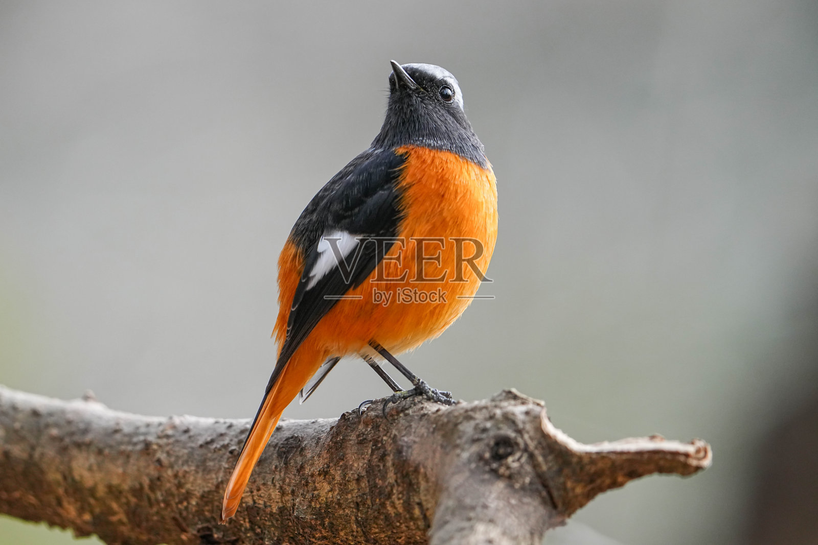 道里亚红尾鸲照片摄影图片