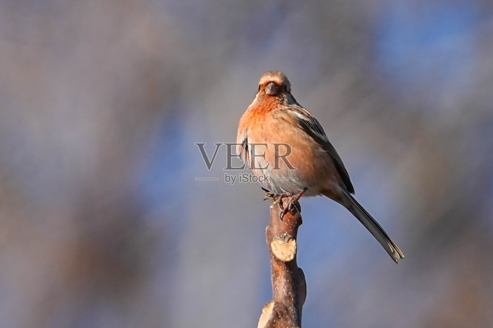 野生鸟类照片摄影图片