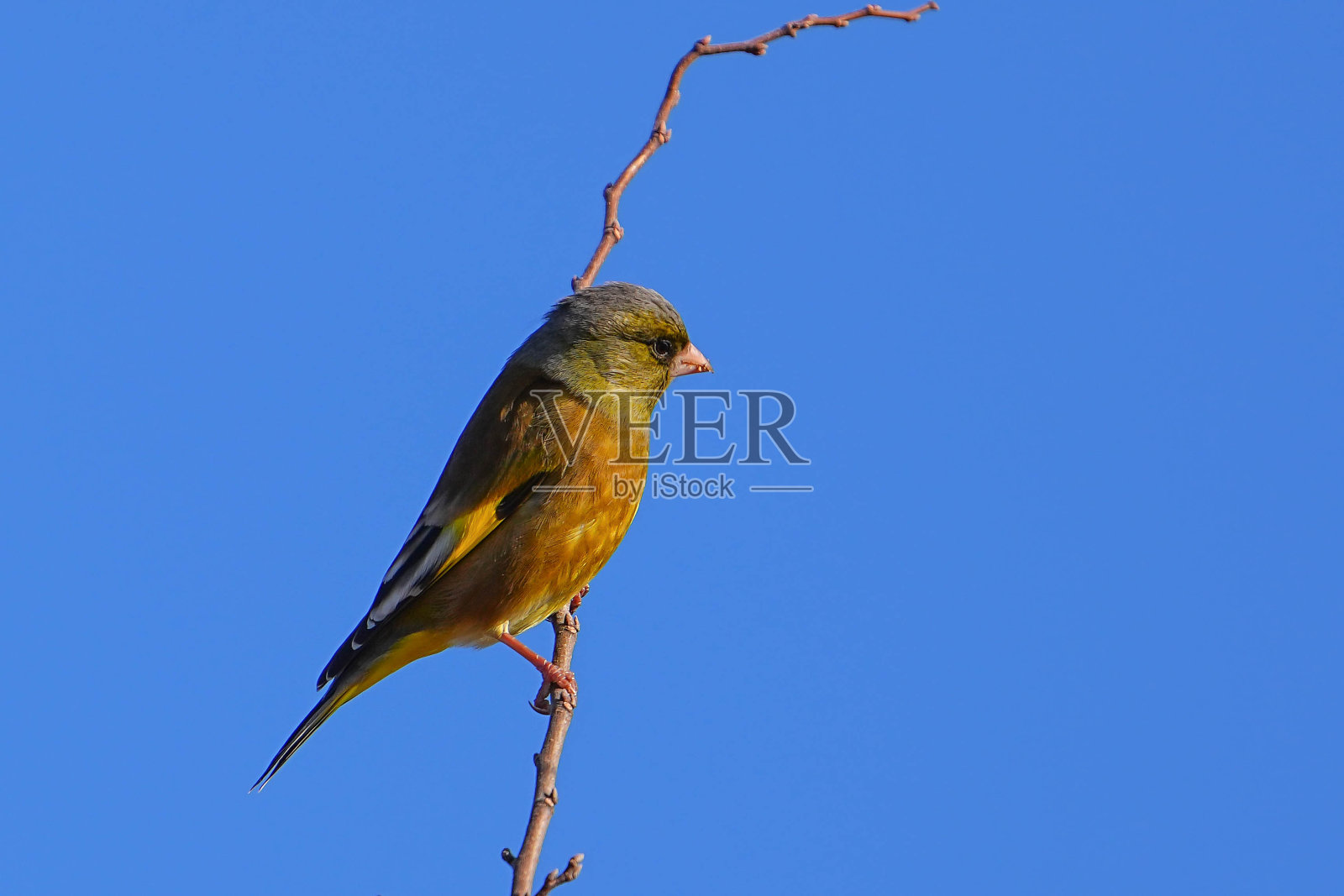 野生鸟类照片摄影图片