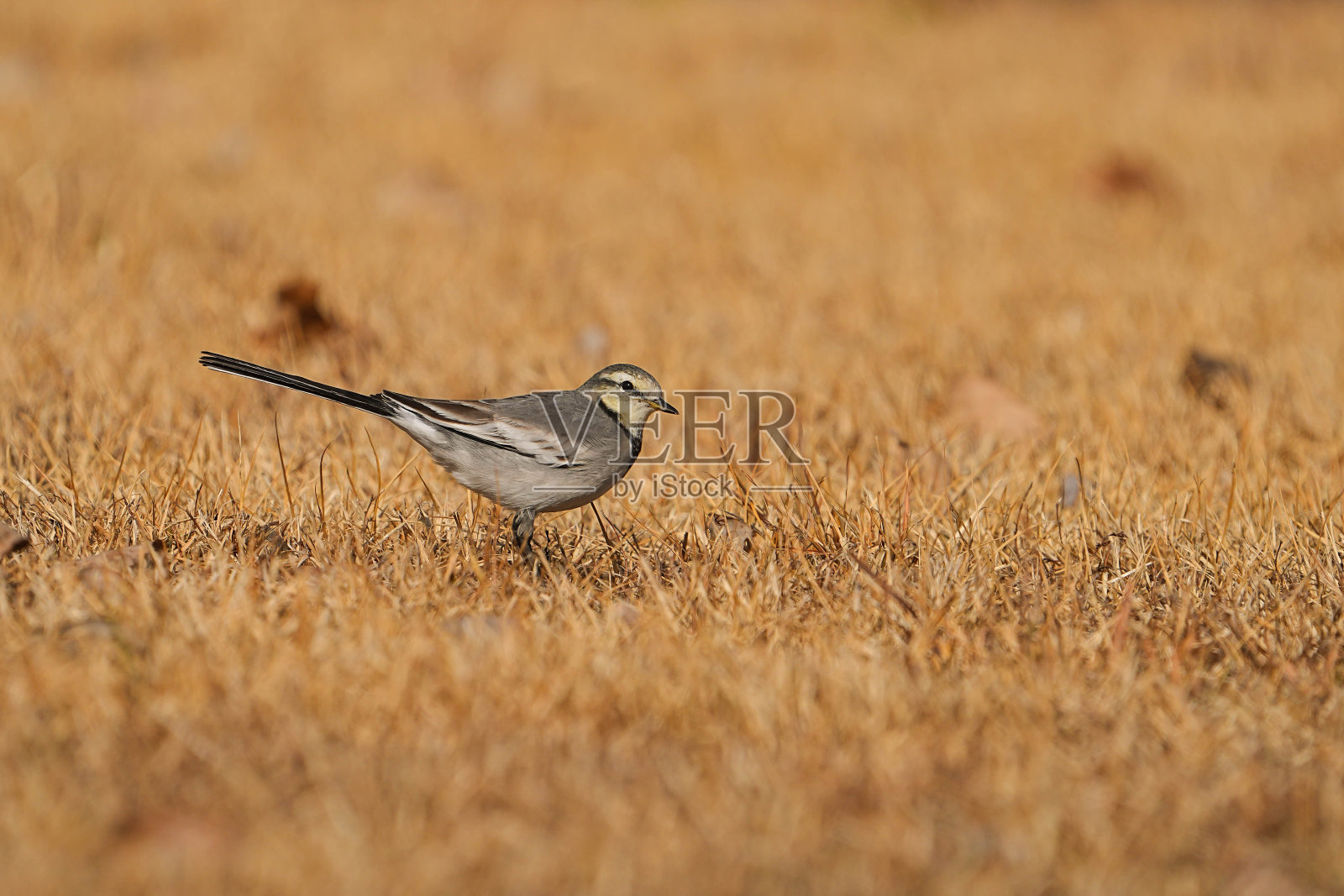 野生鸟类照片摄影图片