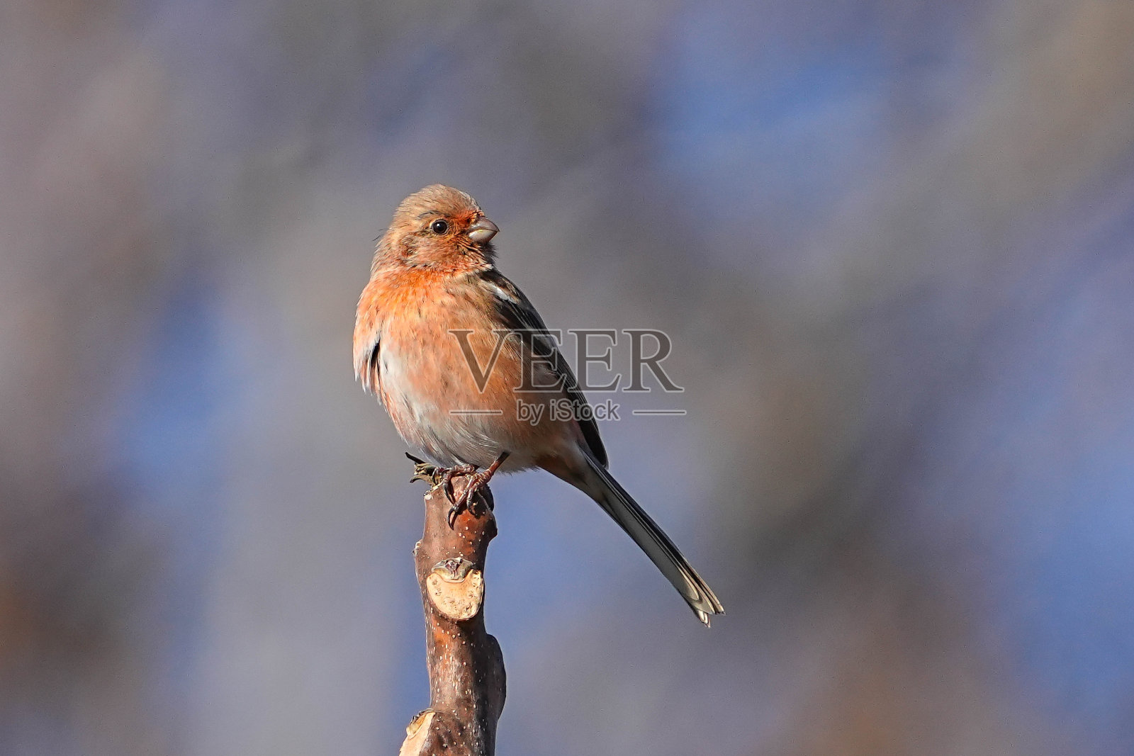 野生鸟类照片摄影图片
