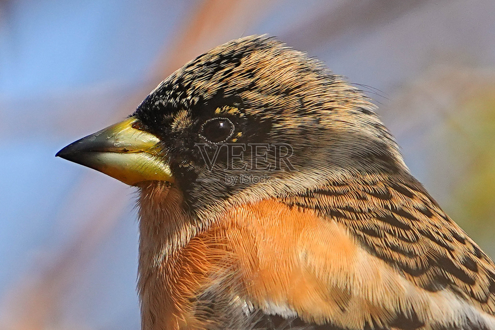 野生鸟类照片摄影图片