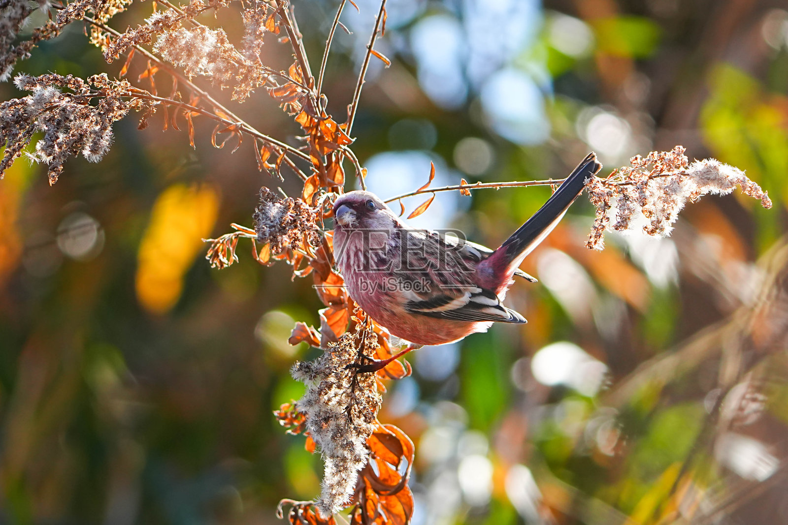 野生鸟类照片摄影图片