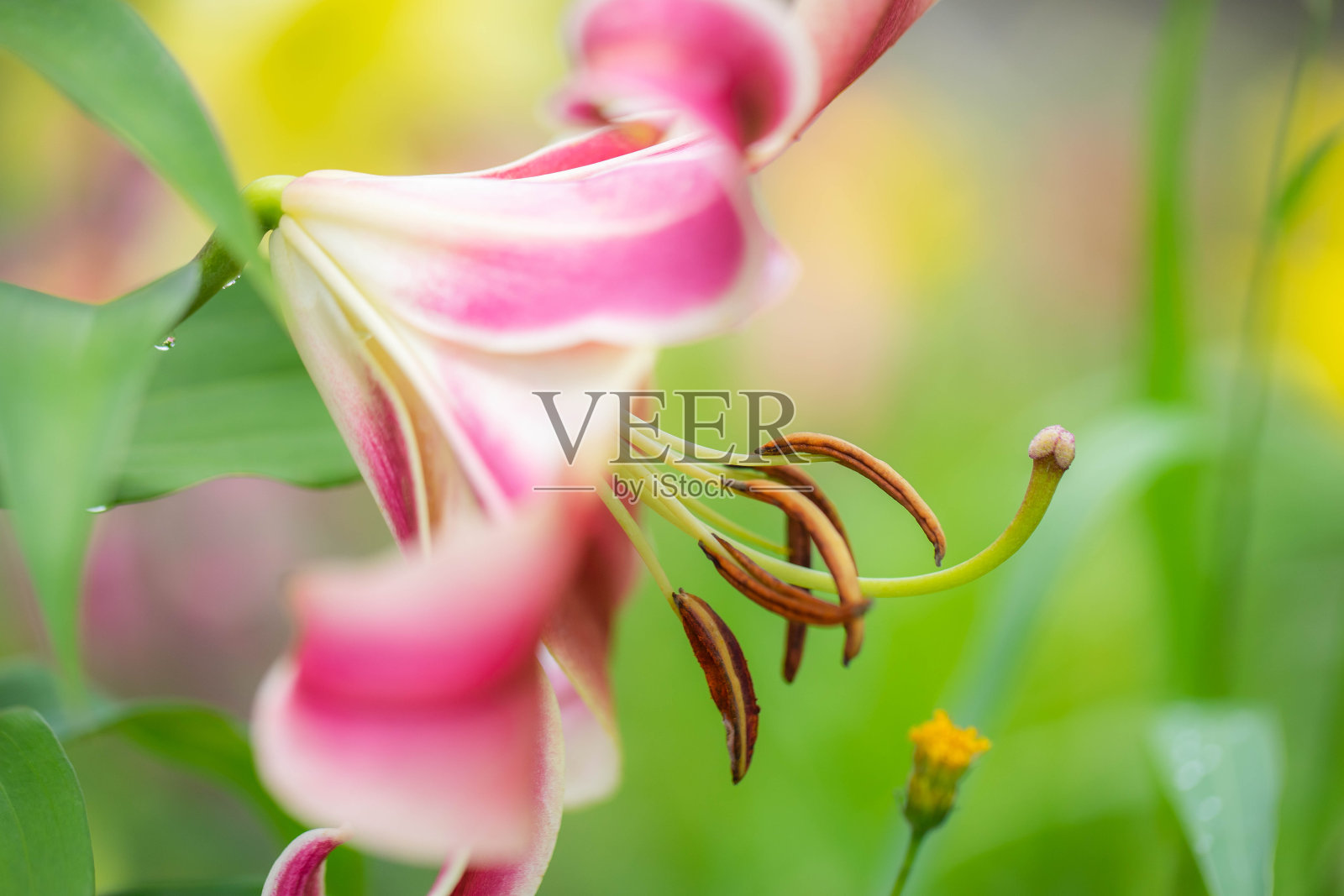 莉莉照片摄影图片