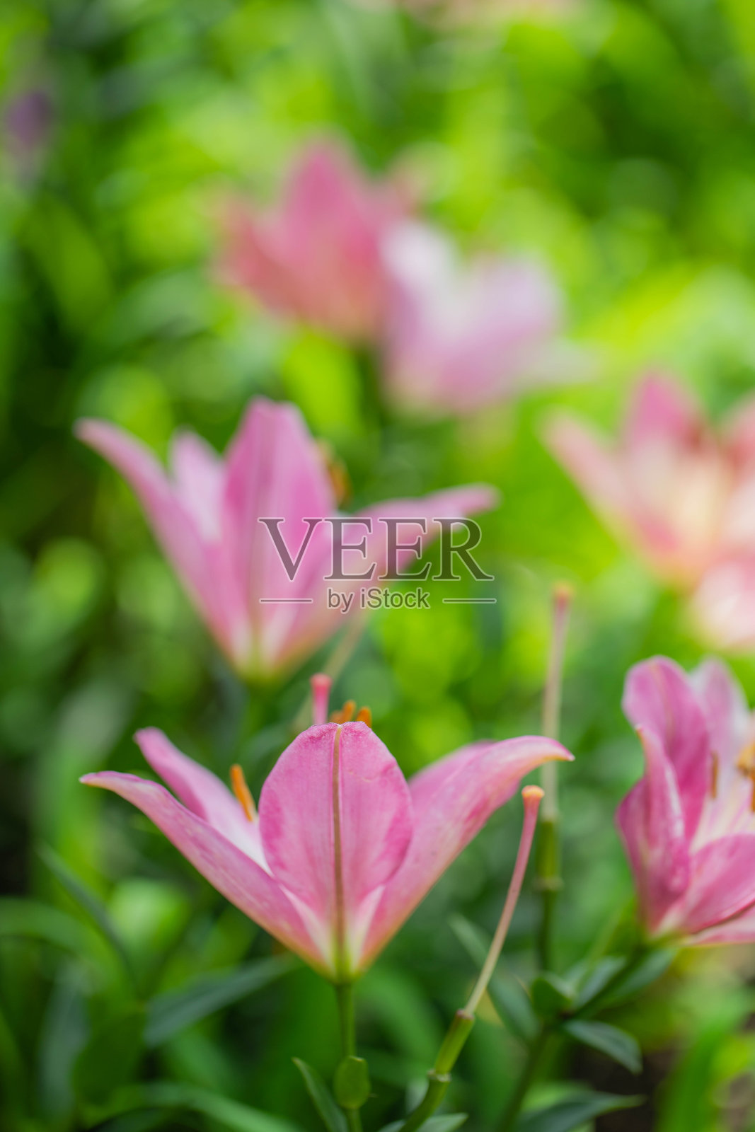 莉莉照片摄影图片