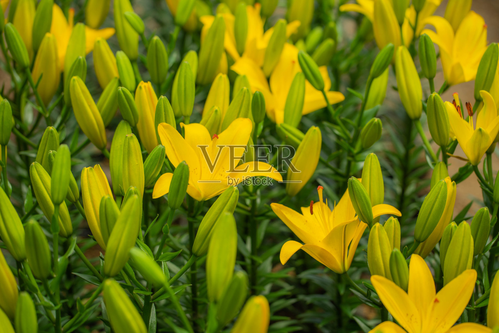 莉莉照片摄影图片