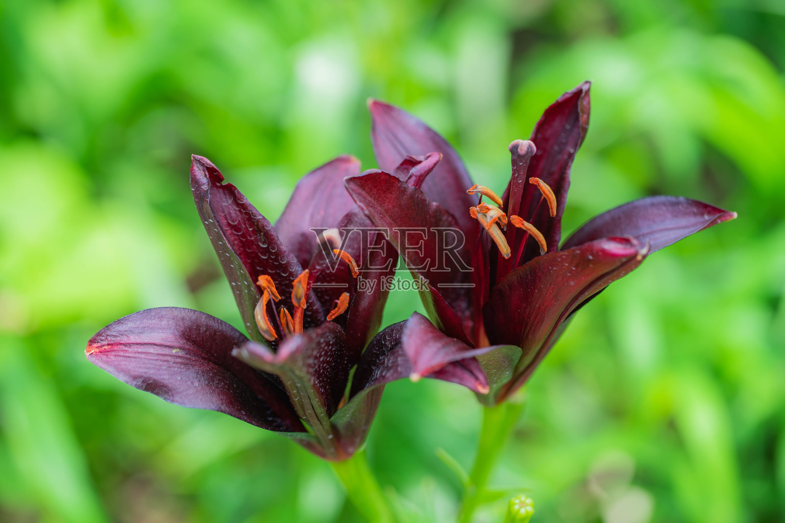 莉莉照片摄影图片