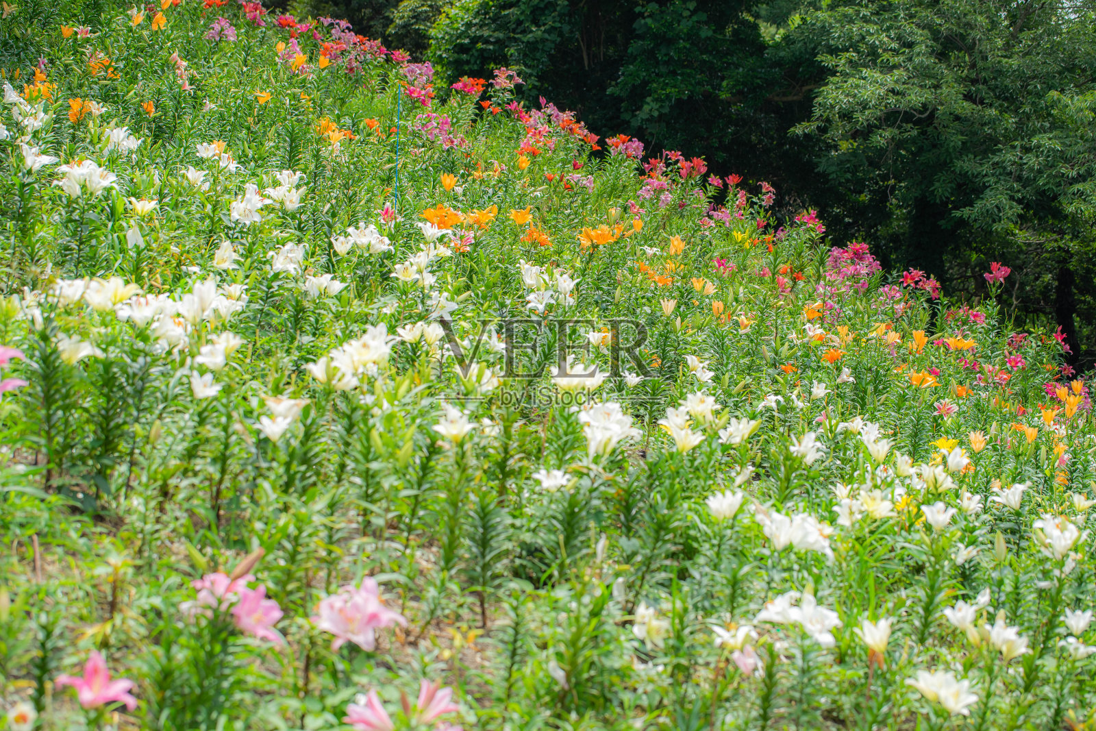 莉莉照片摄影图片