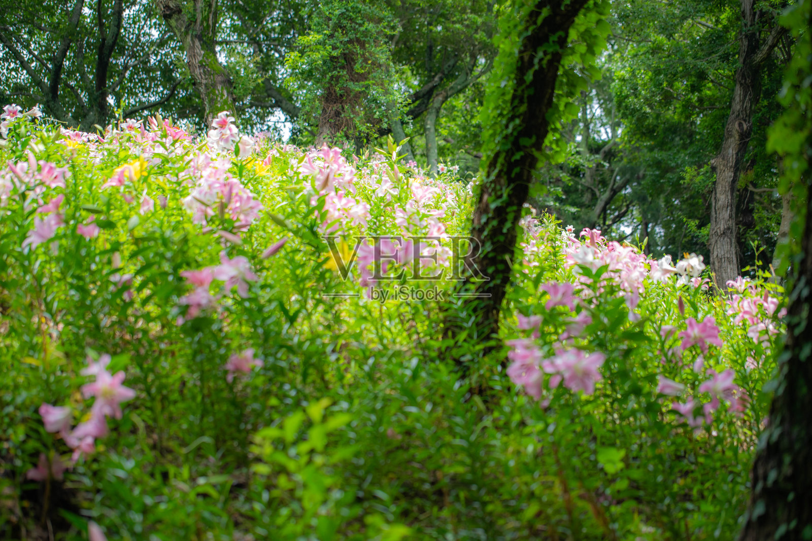 莉莉照片摄影图片