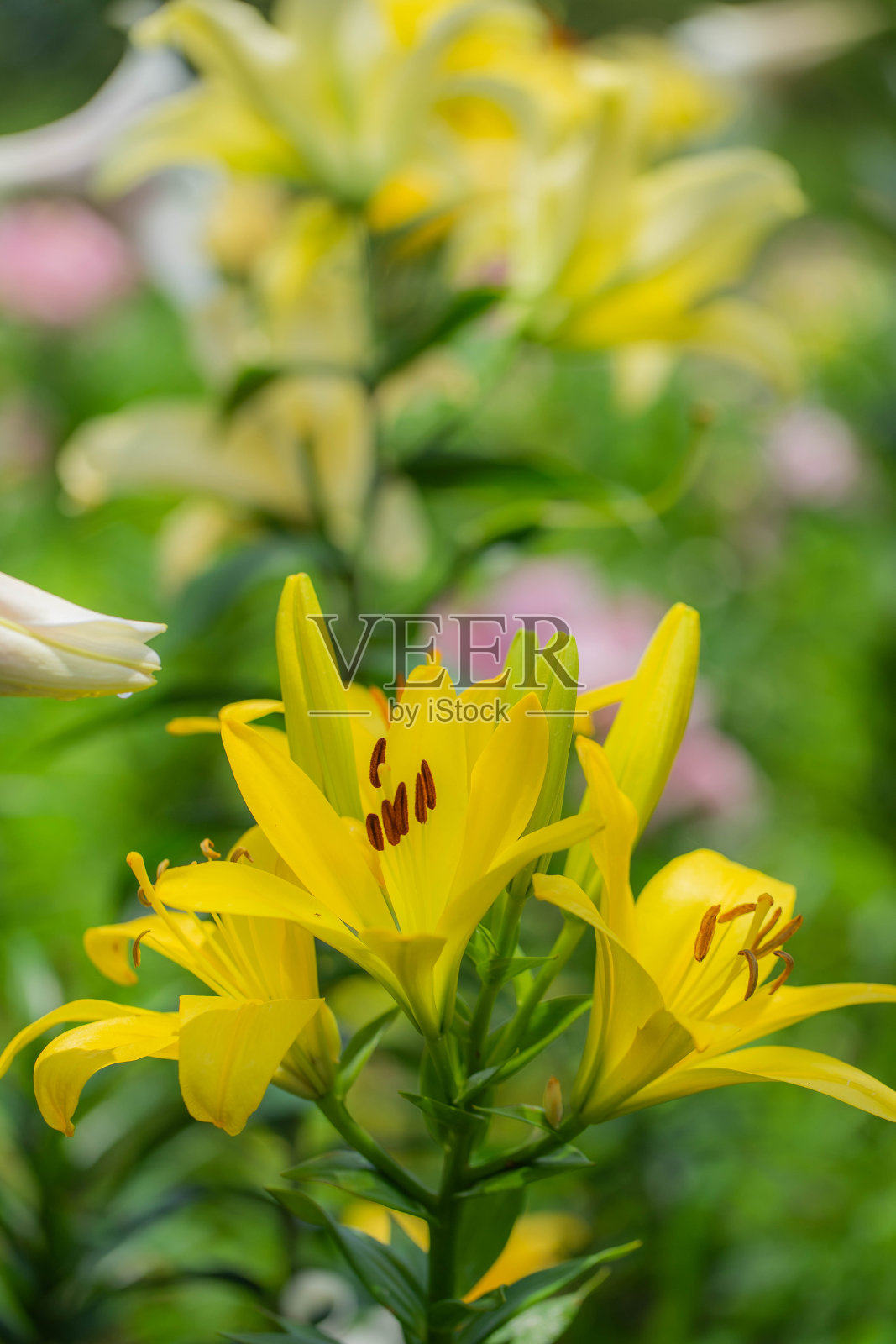 莉莉照片摄影图片