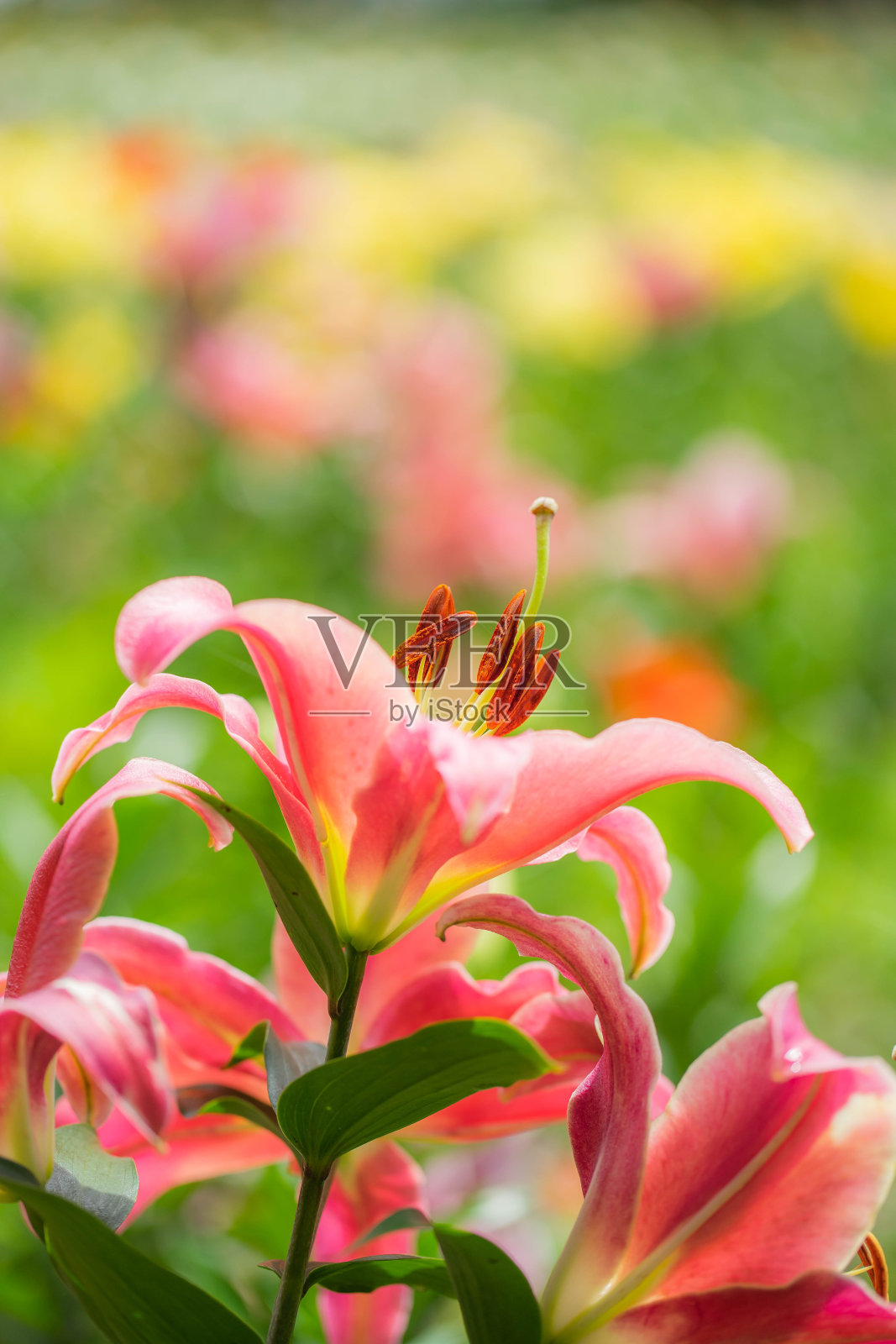 莉莉照片摄影图片