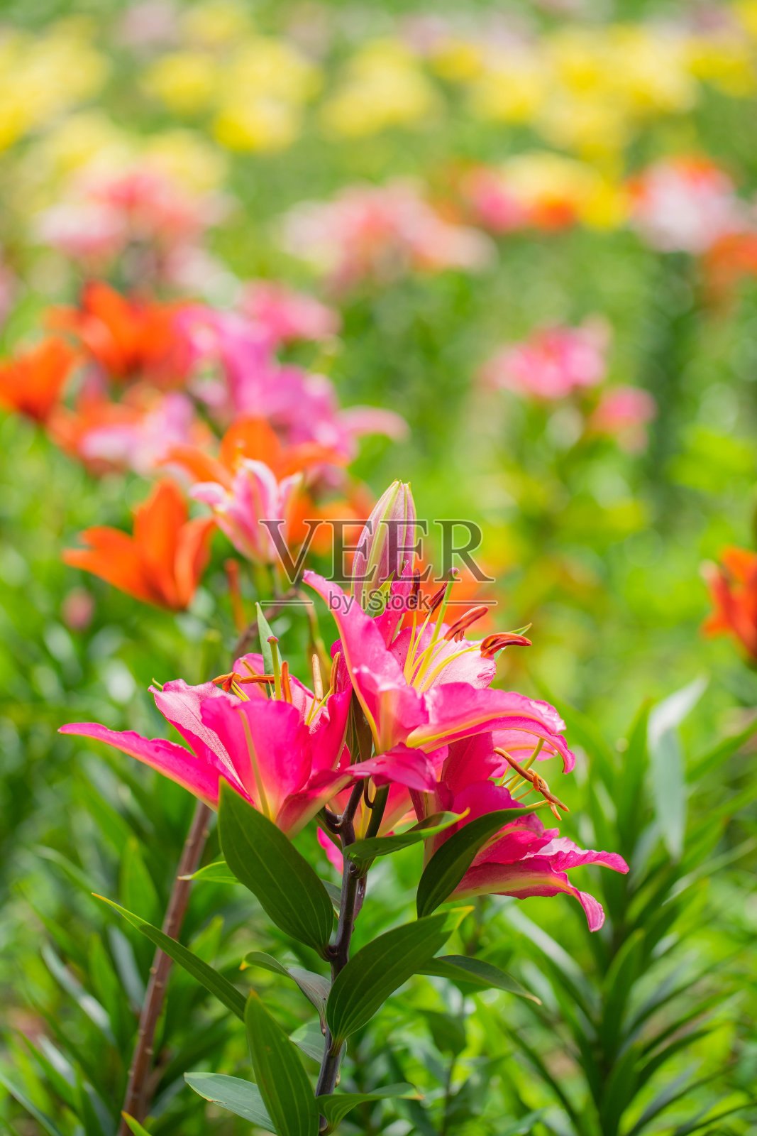 莉莉照片摄影图片