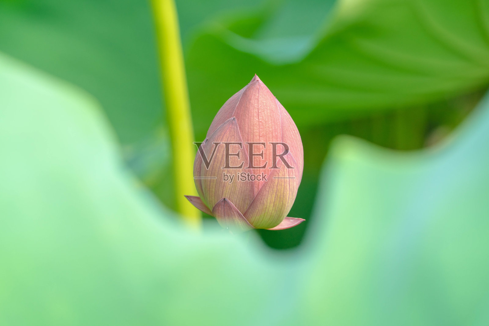 莲花照片摄影图片