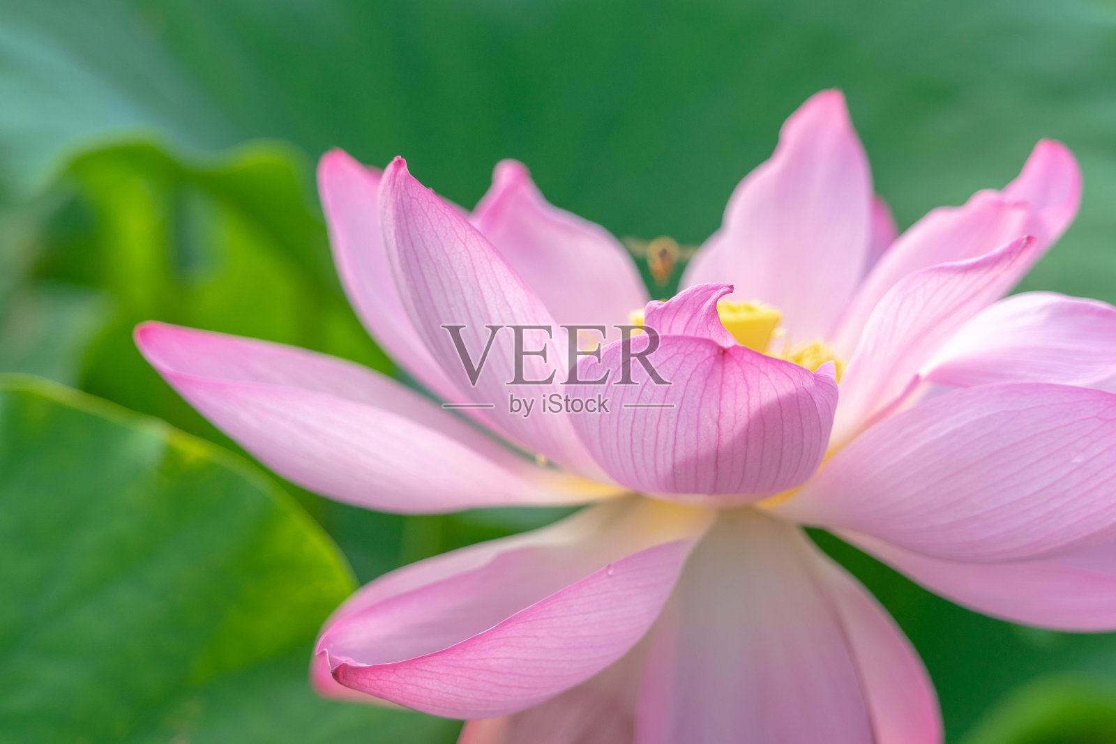 莲花照片摄影图片