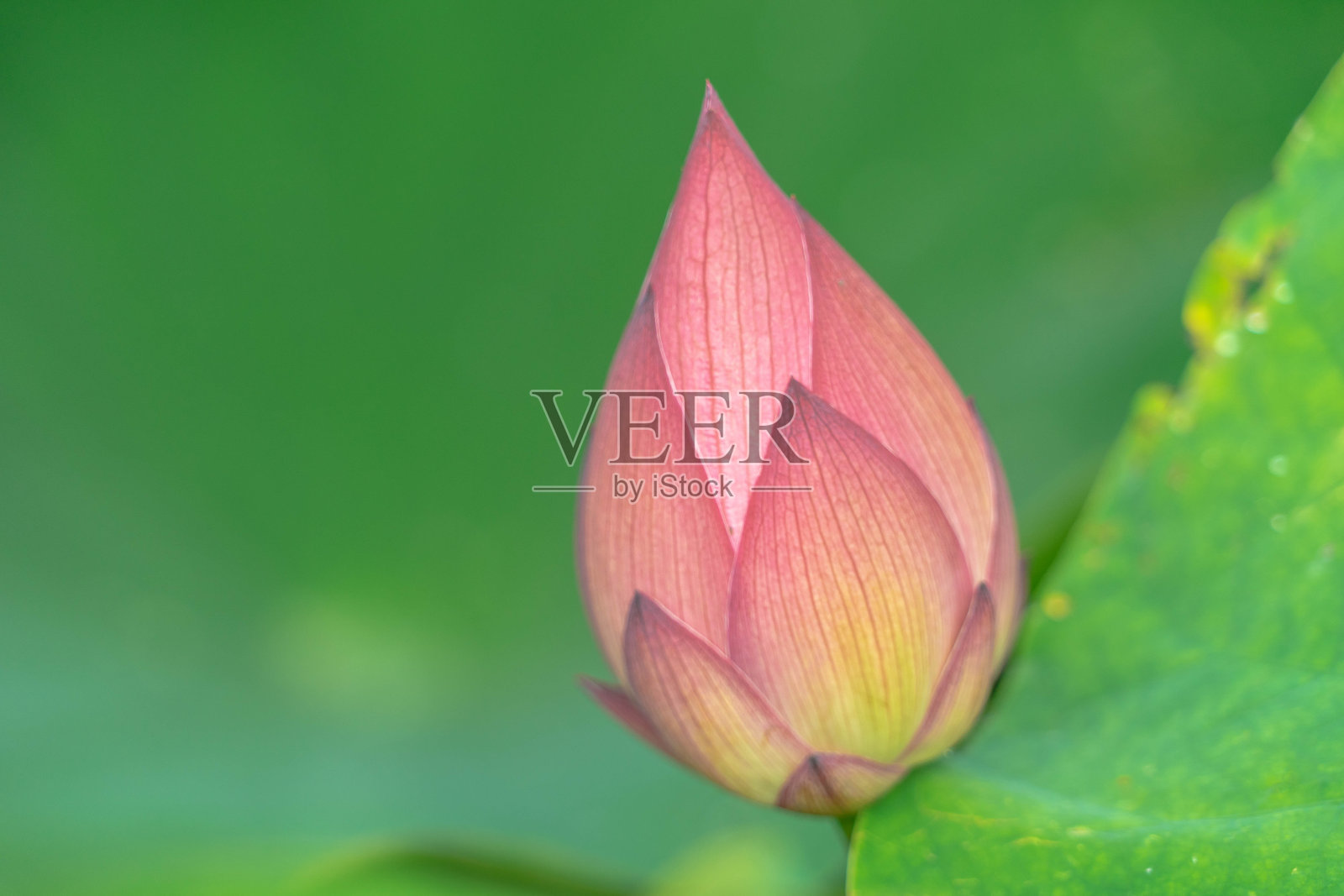 莲花照片摄影图片