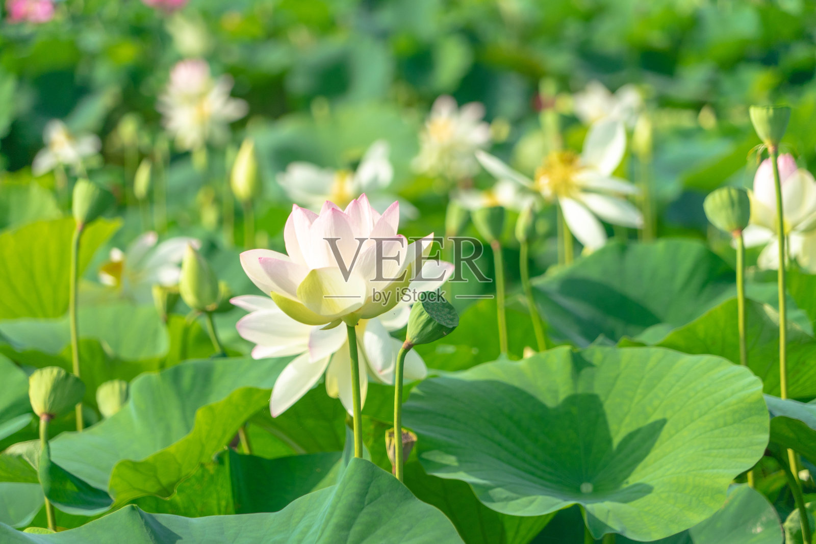 莲花照片摄影图片