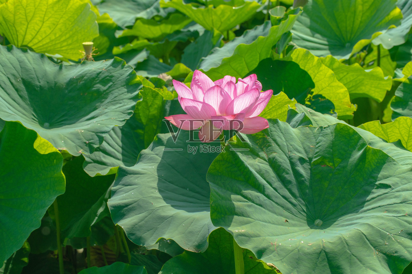 莲花照片摄影图片