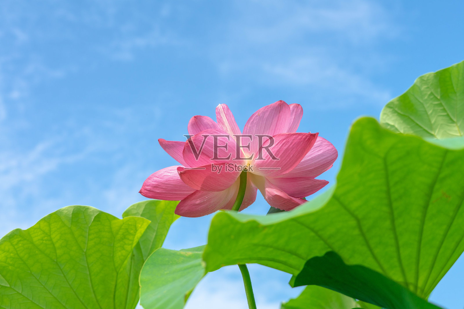 莲花照片摄影图片