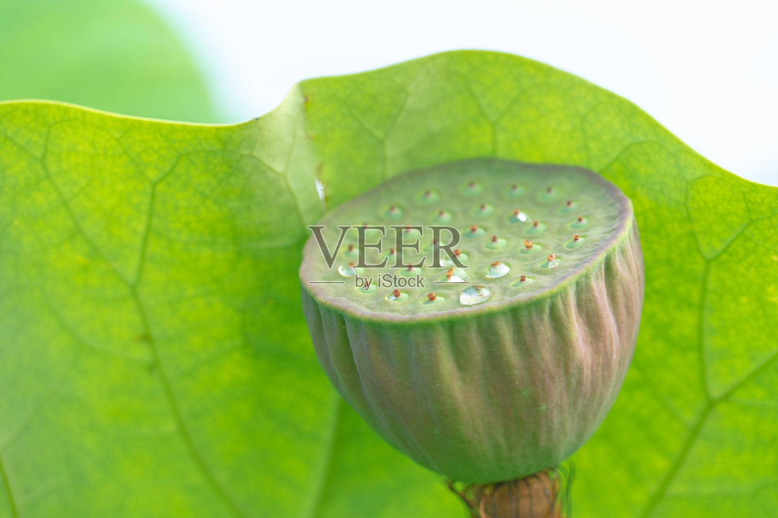 莲花照片摄影图片