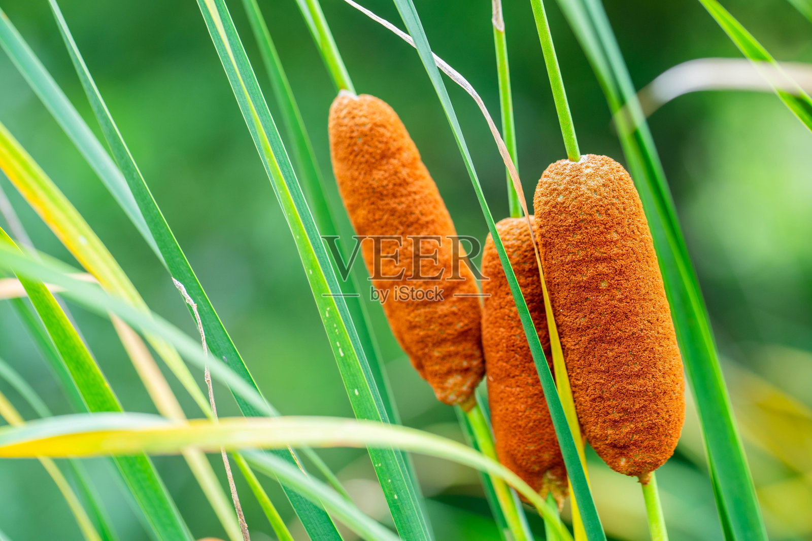 睡莲照片摄影图片