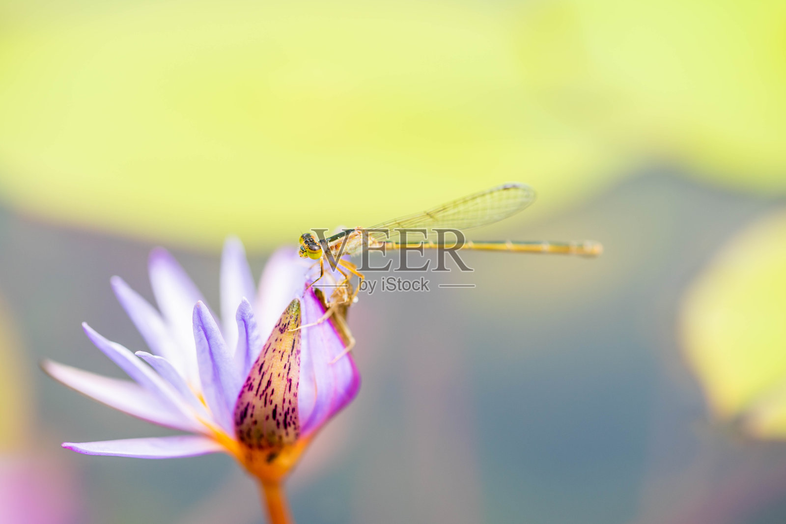 睡莲照片摄影图片