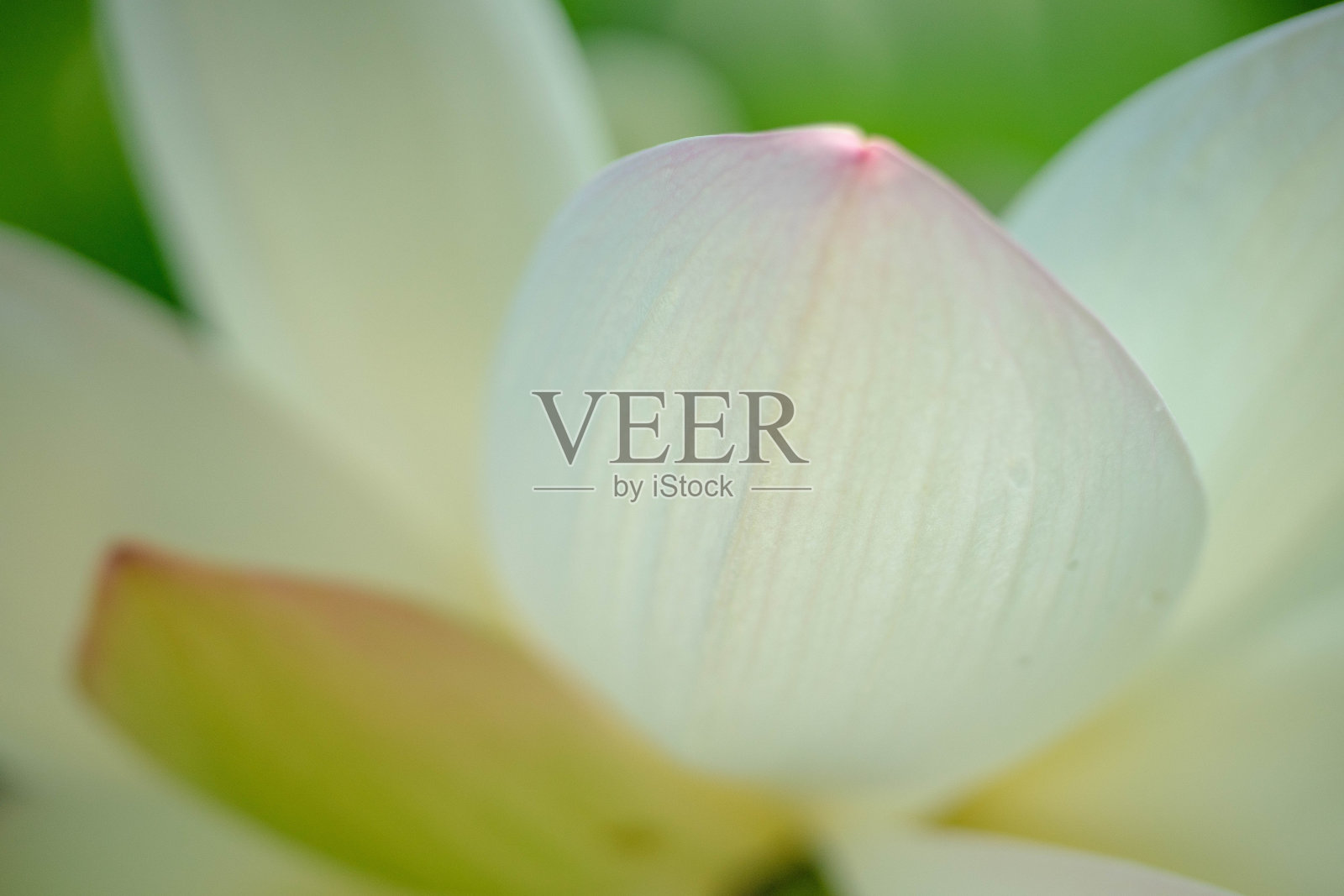 莲花照片摄影图片