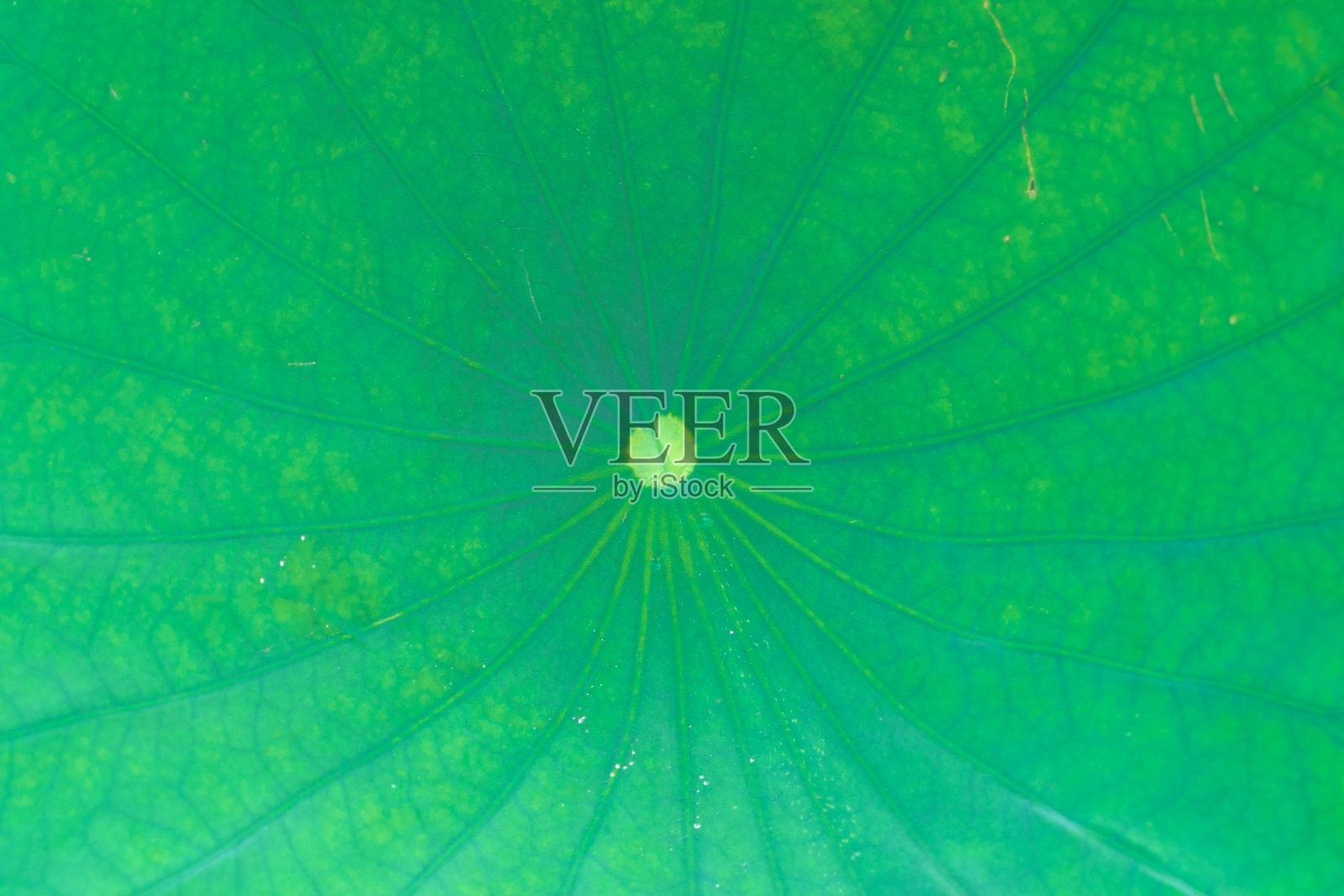 莲花照片摄影图片