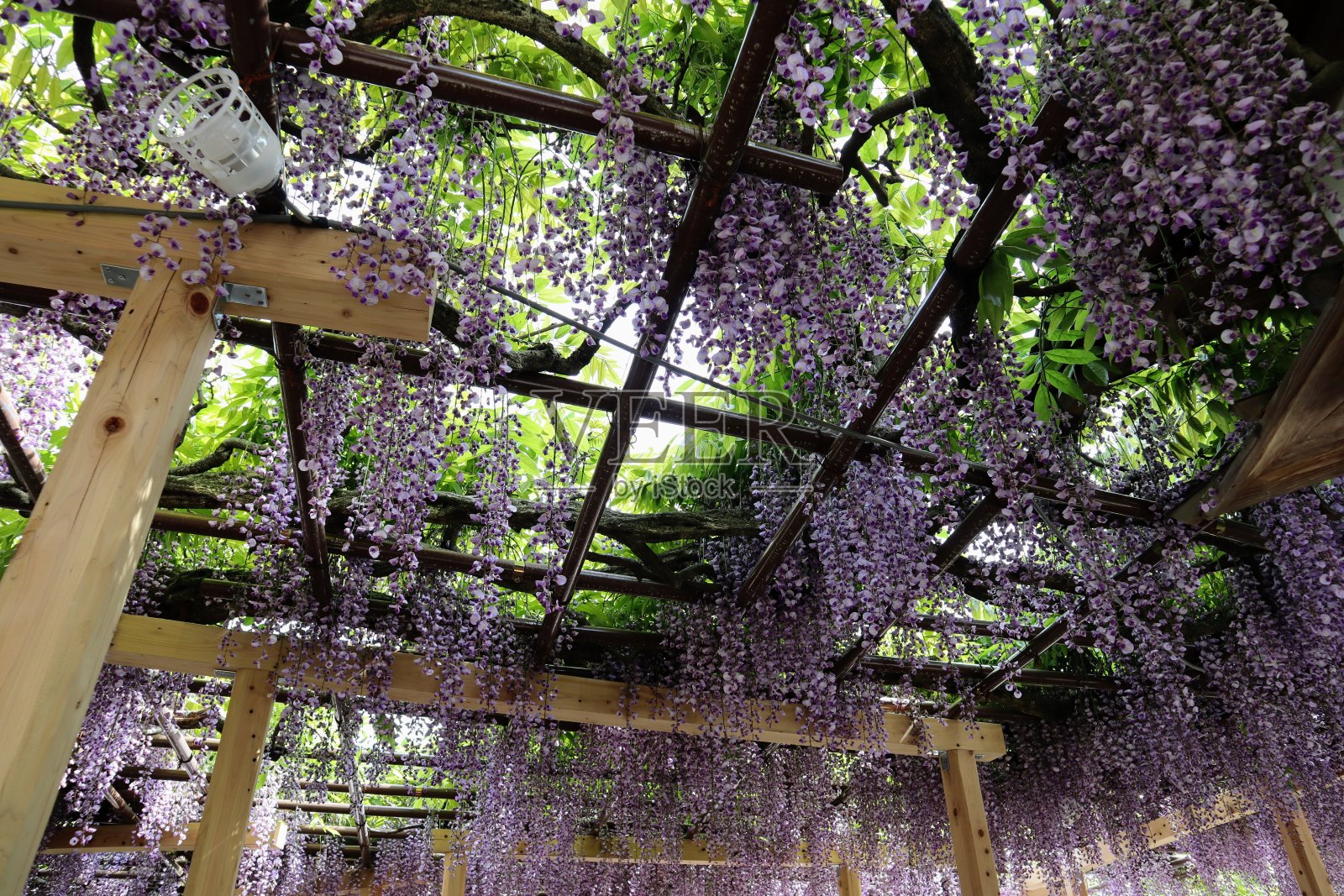 美丽的日本紫藤花照片摄影图片