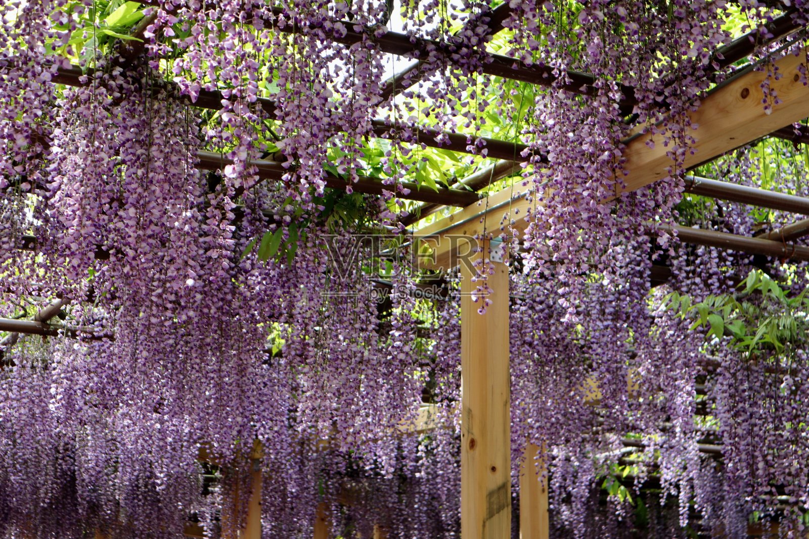 美丽的日本紫藤花照片摄影图片