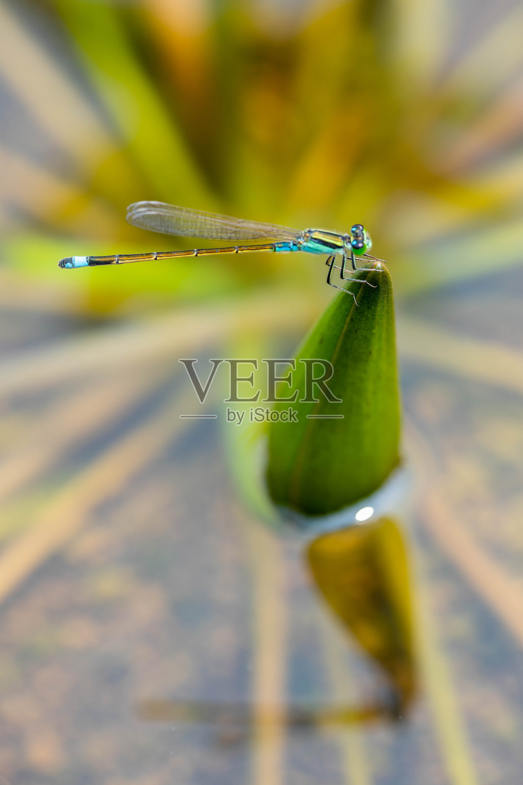 昆虫照片摄影图片