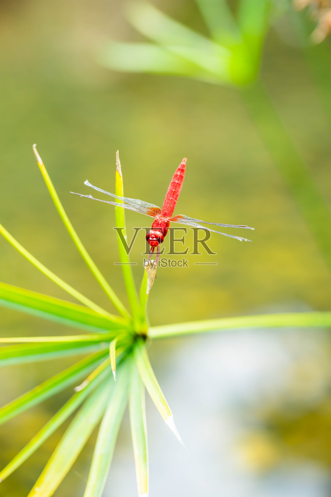 昆虫照片摄影图片