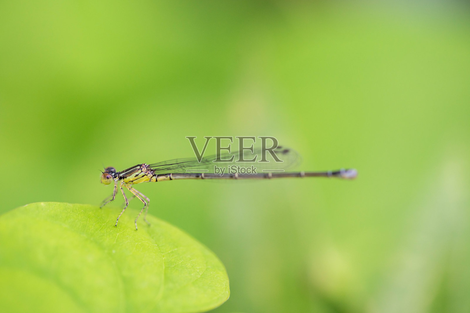 蜻蜓照片摄影图片