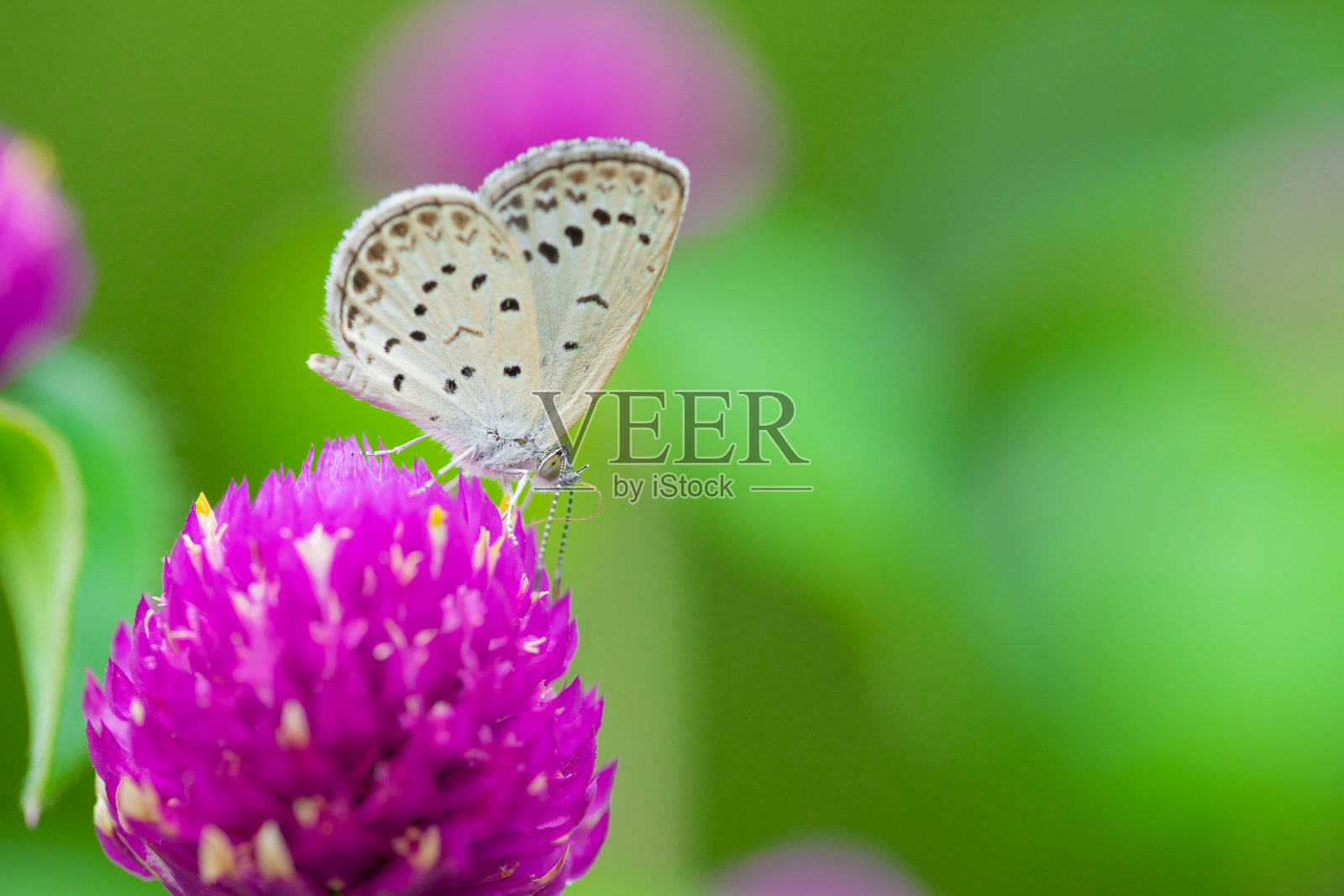蝴蝶照片摄影图片