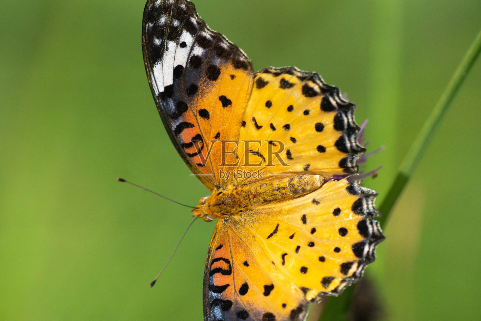 蝴蝶照片摄影图片