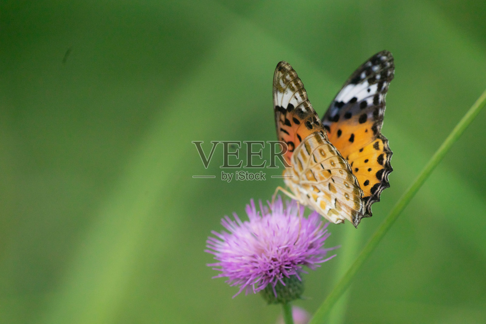 蝴蝶照片摄影图片