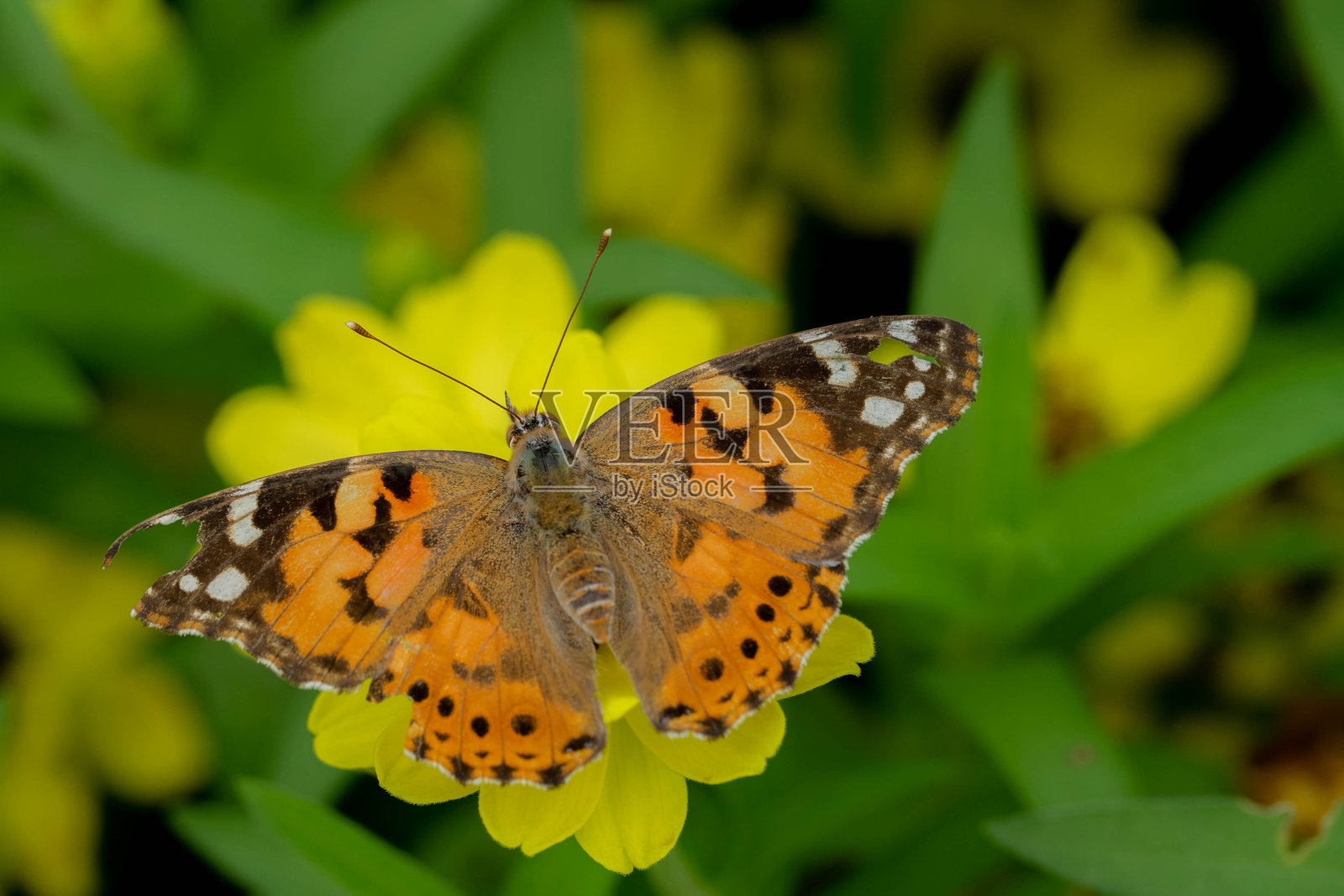 蝴蝶照片摄影图片