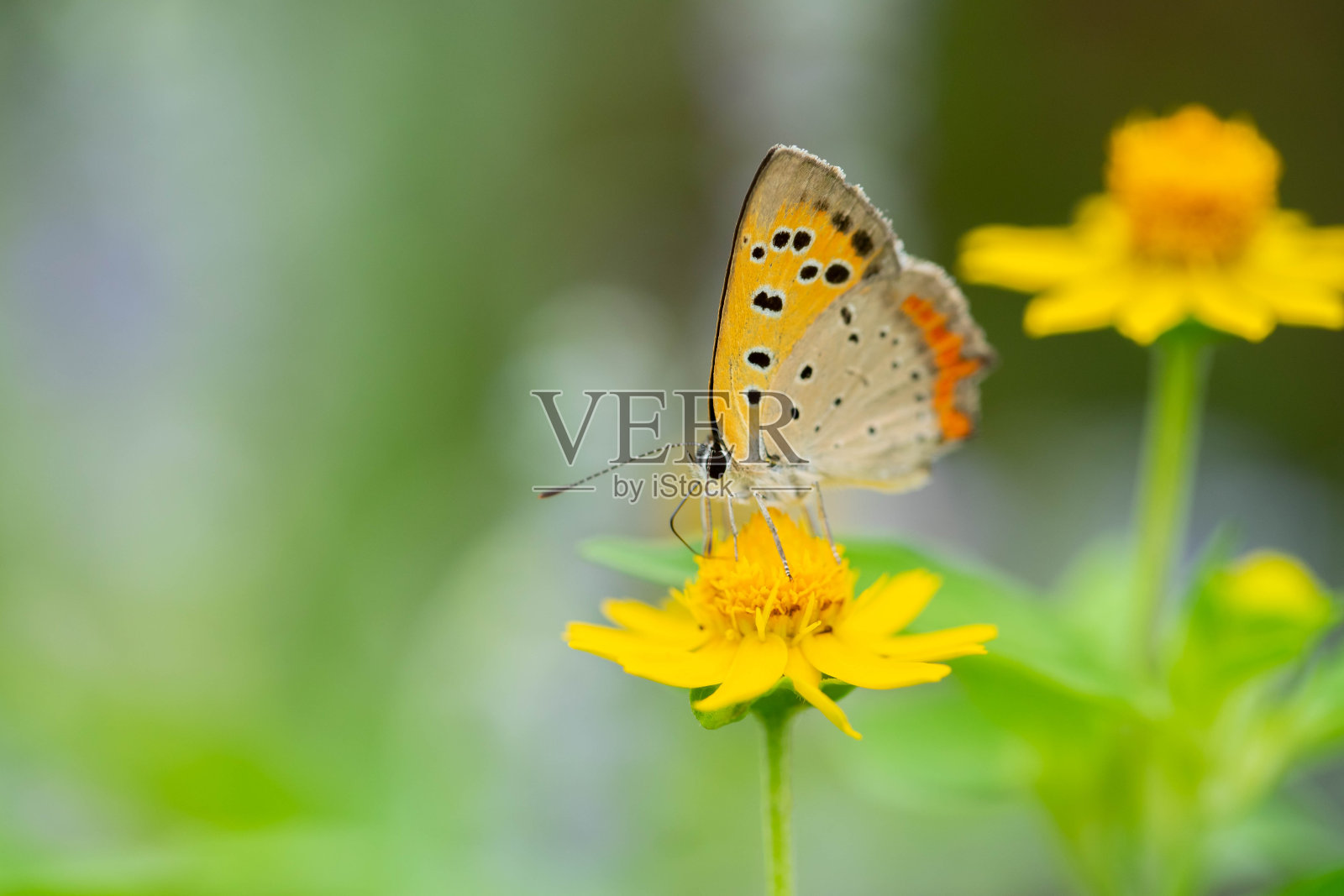 蝴蝶照片摄影图片