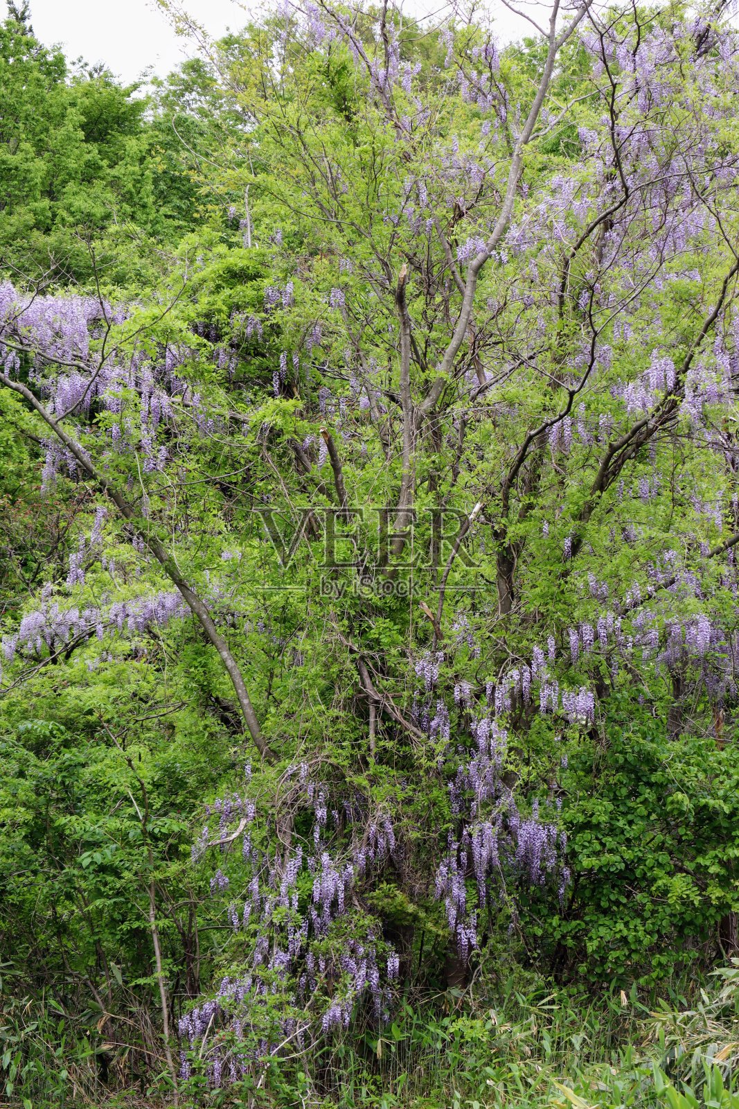 日本紫藤花照片摄影图片