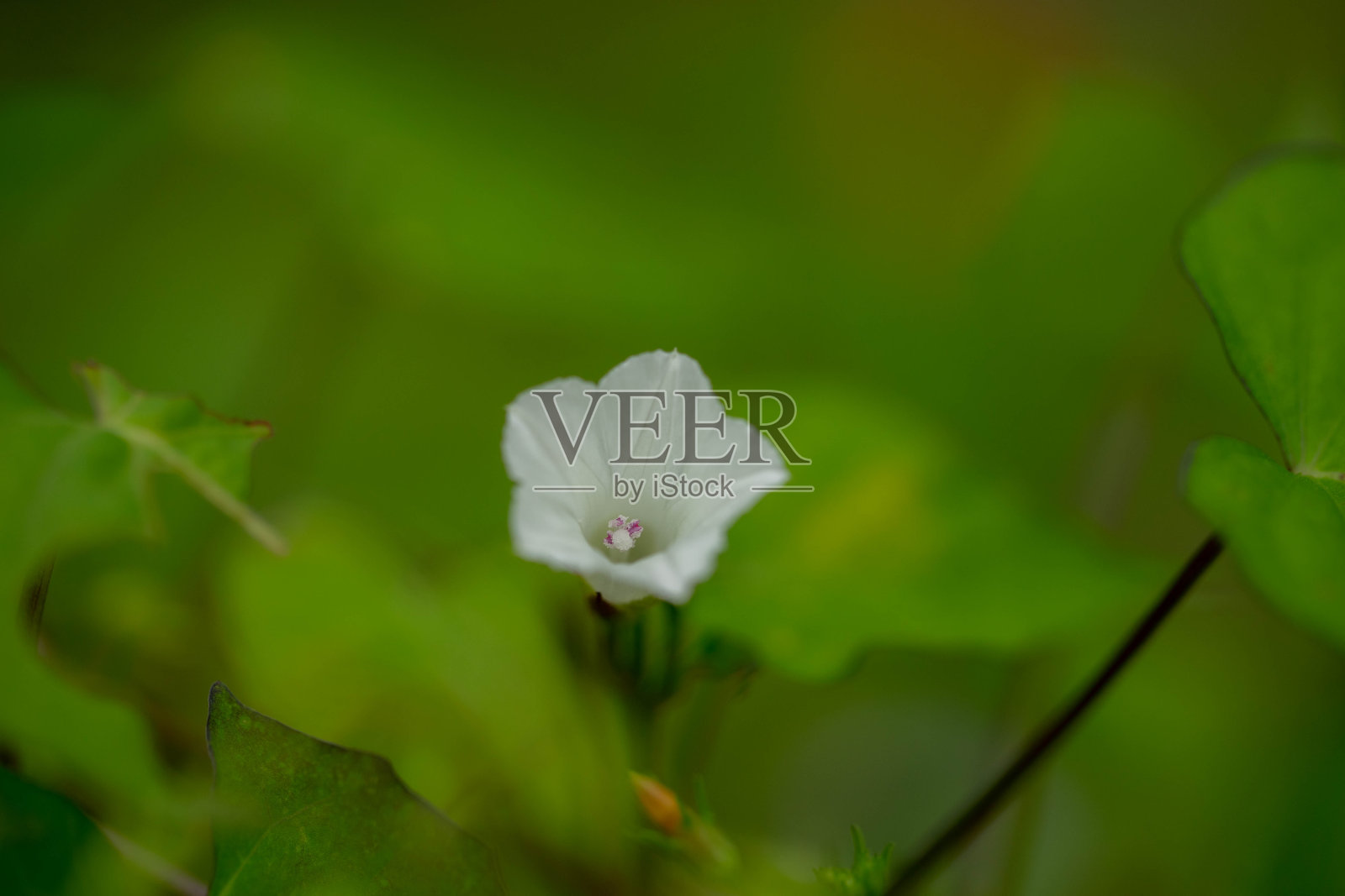 花照片摄影图片