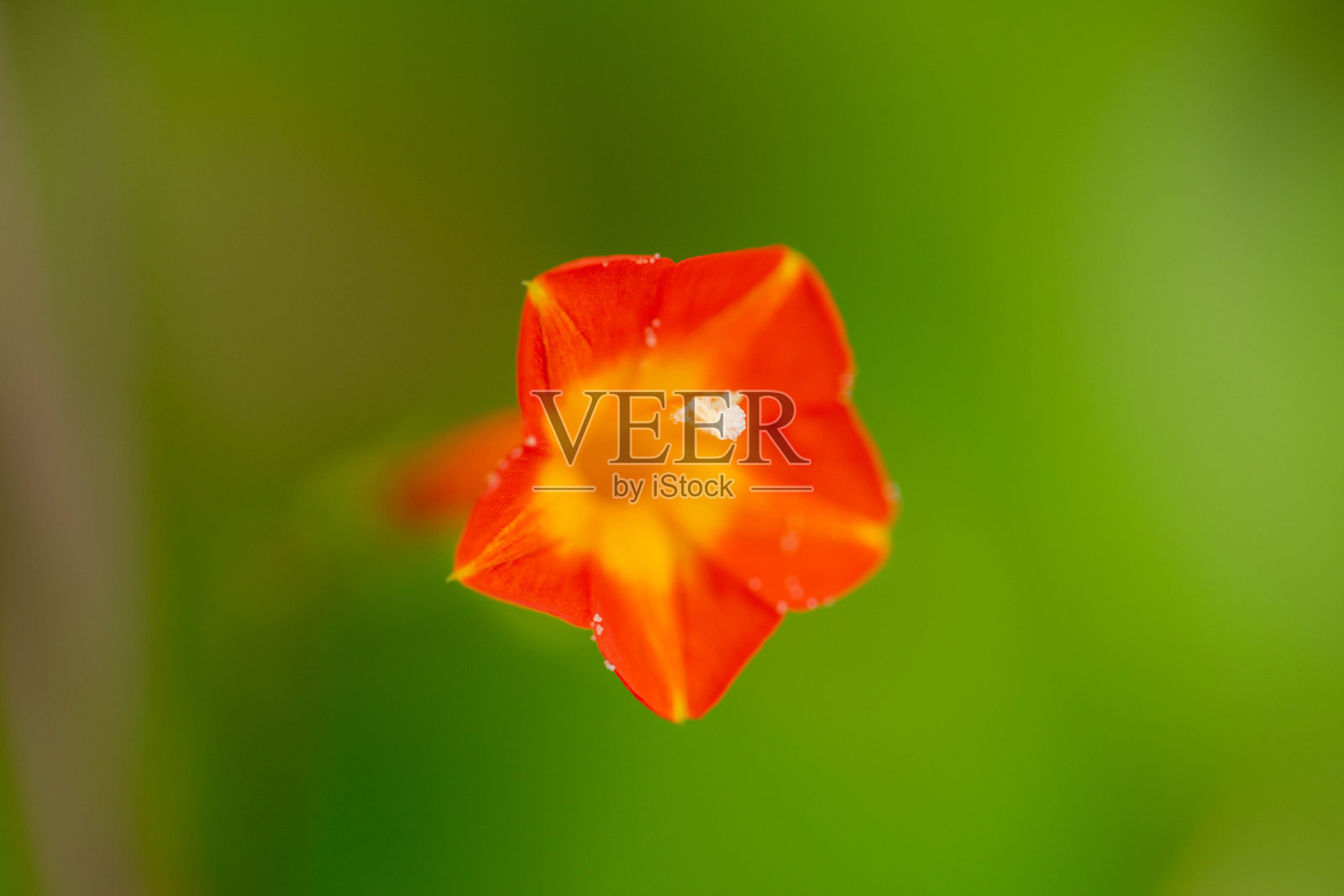 花照片摄影图片