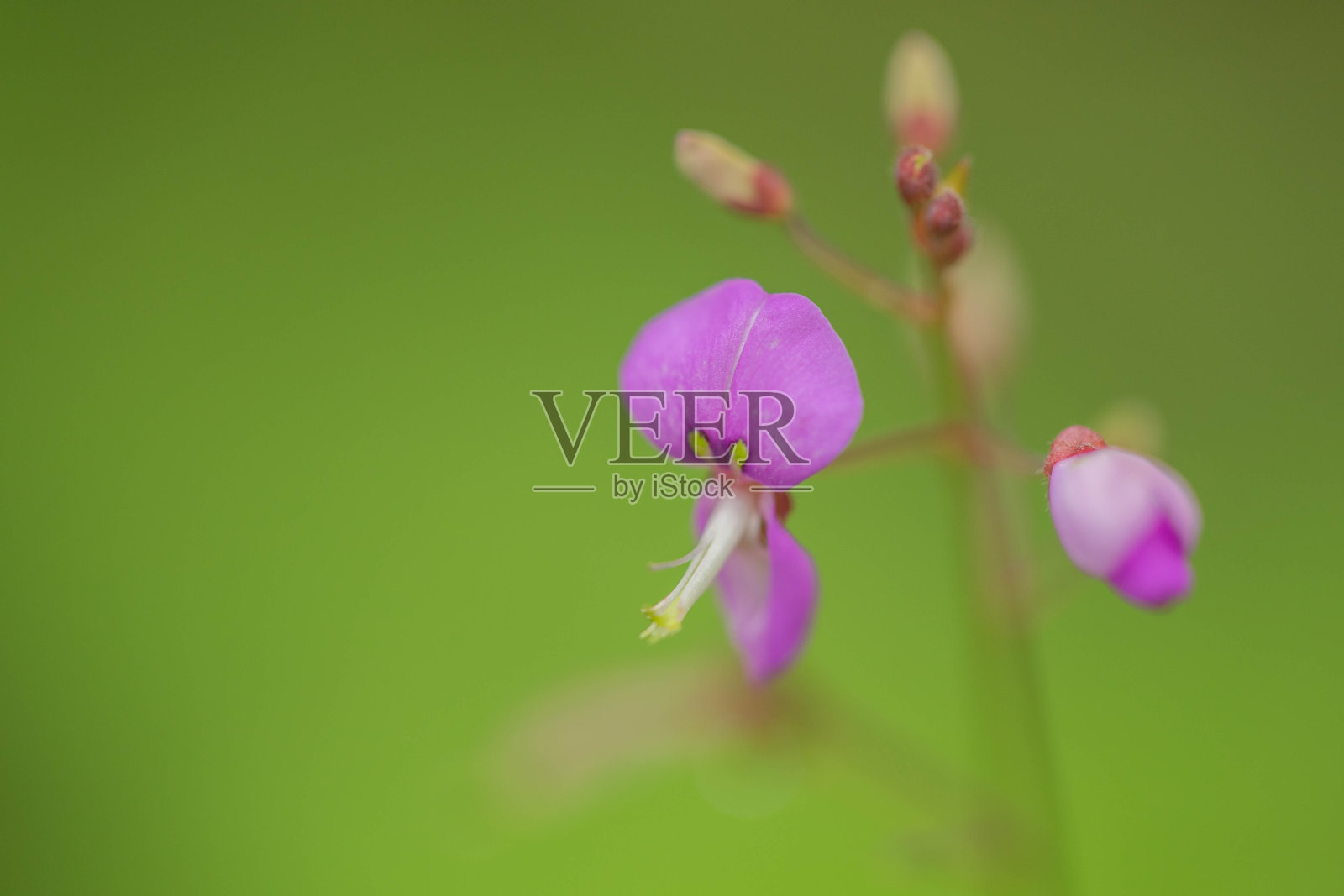 布什三叶草照片摄影图片