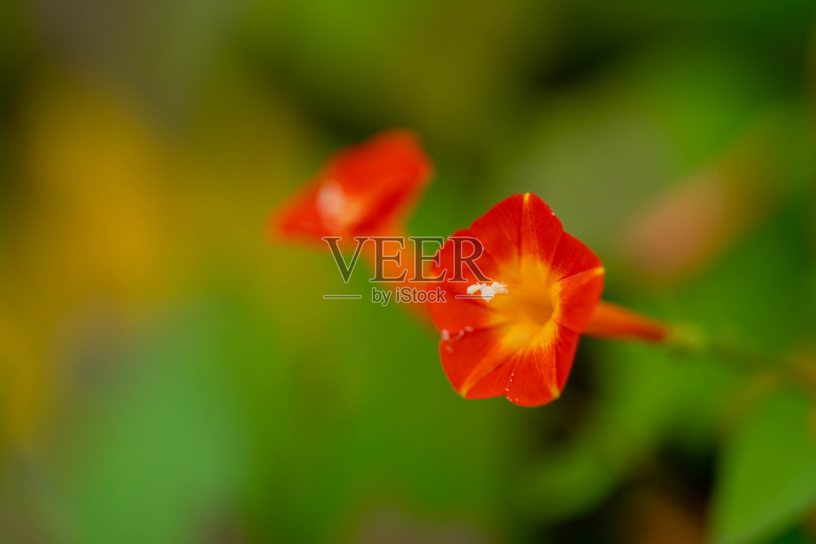 花照片摄影图片