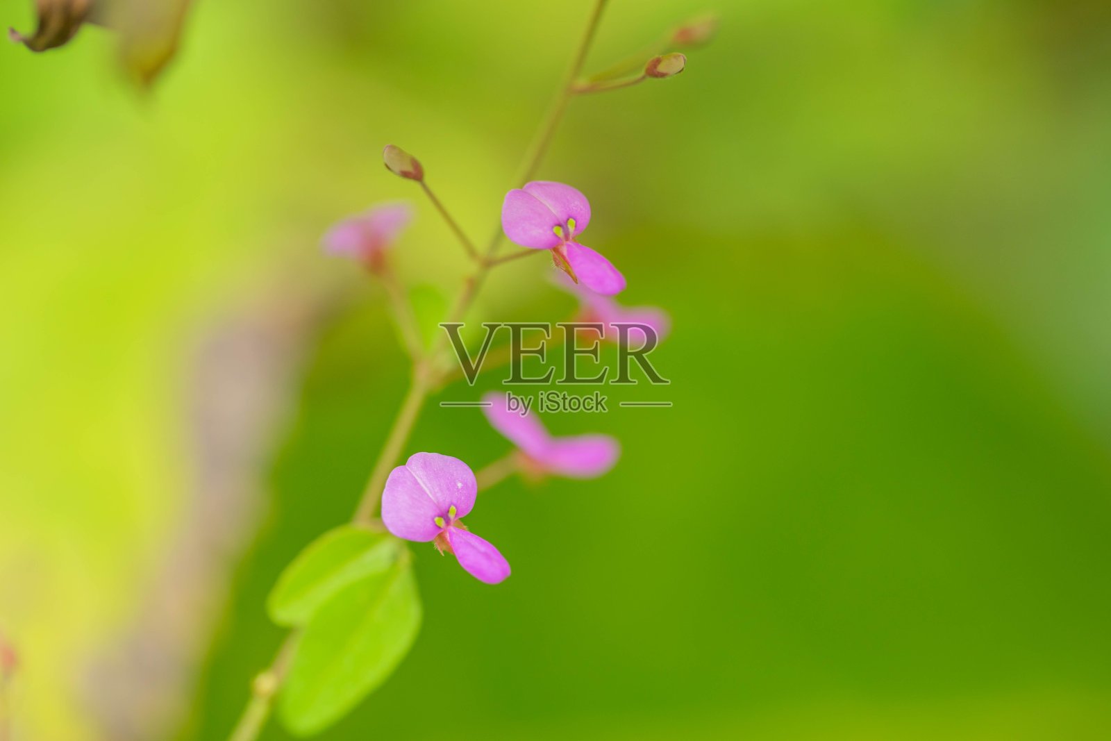 布什三叶草照片摄影图片