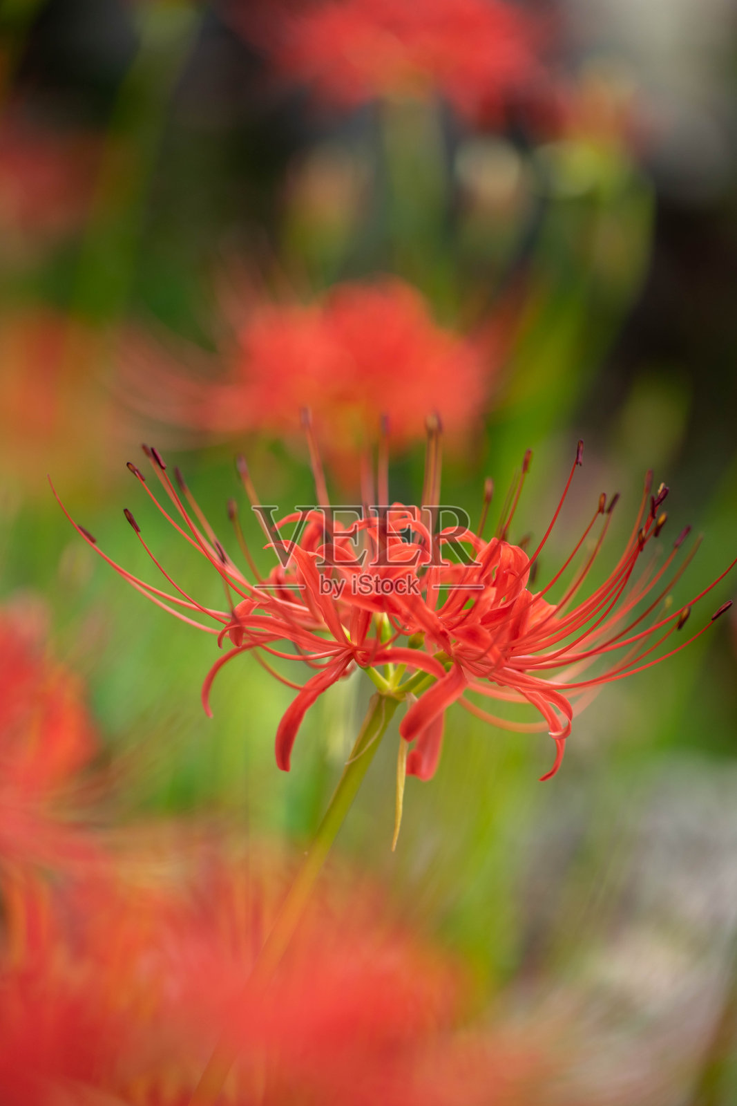集群孤挺花照片摄影图片